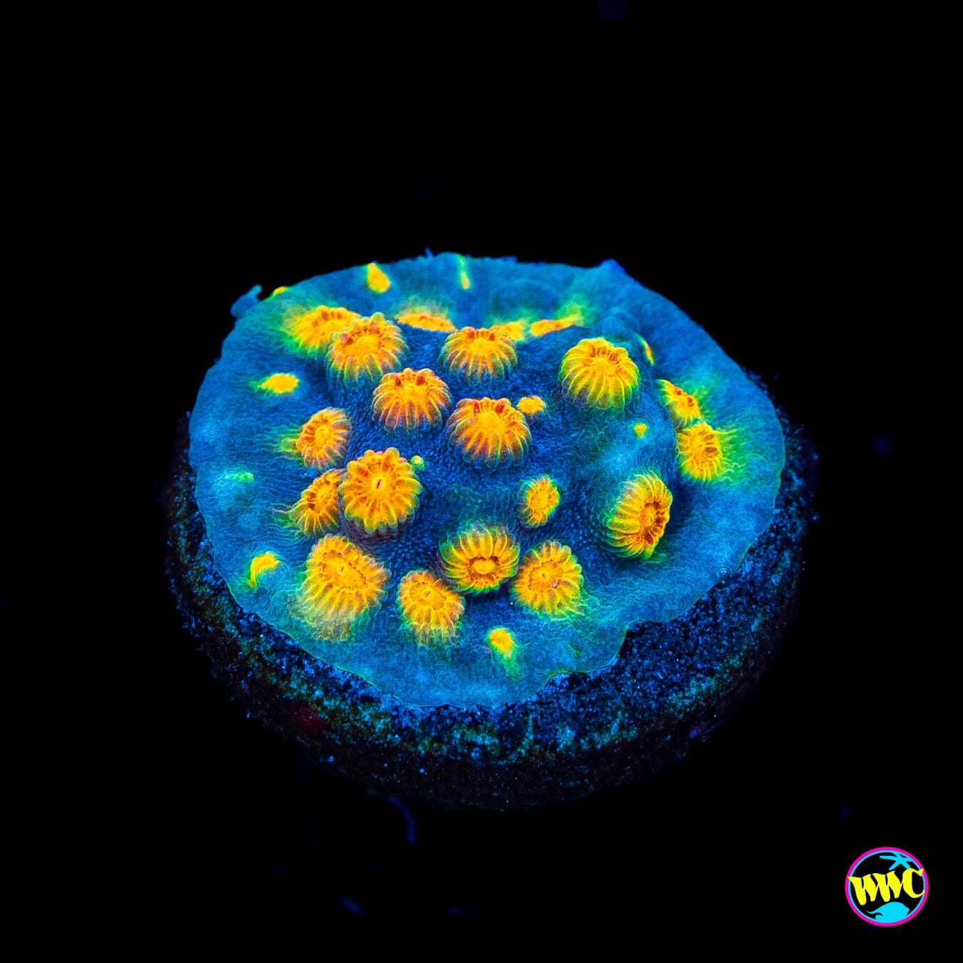 WWC Rainbow Madness Cyphastrea - Actinic Photo