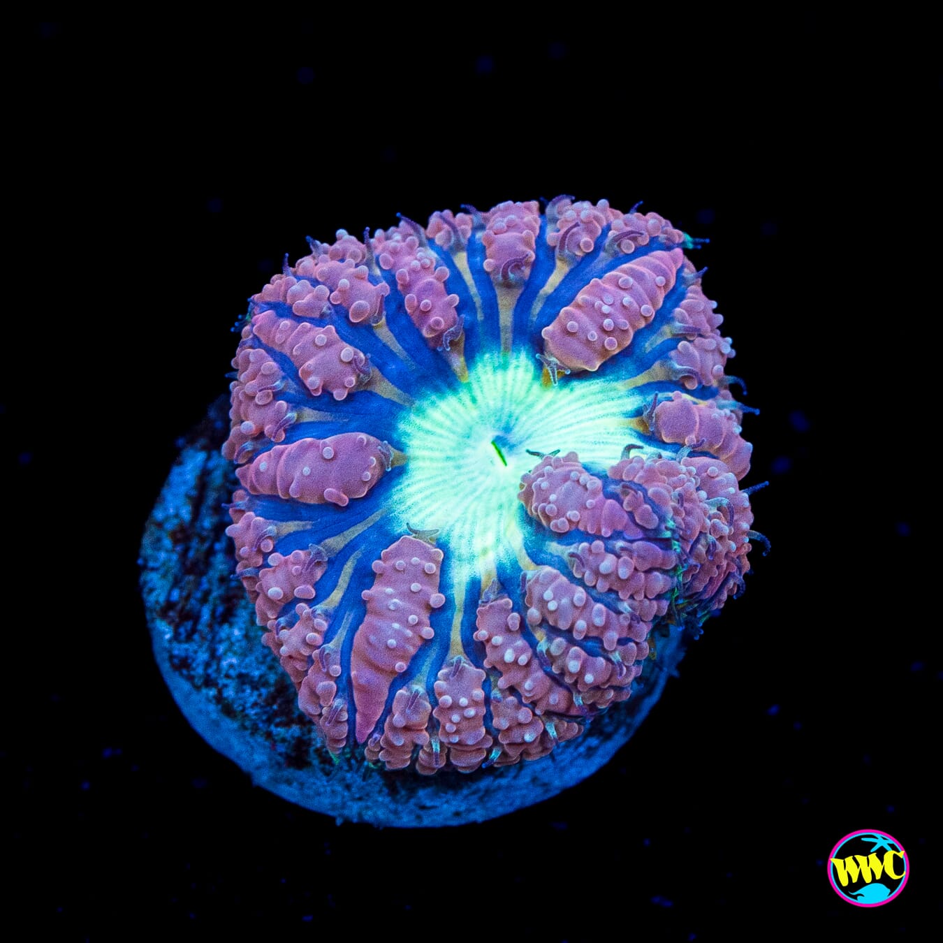 Snowberry Blastomussa - Actinic Photo