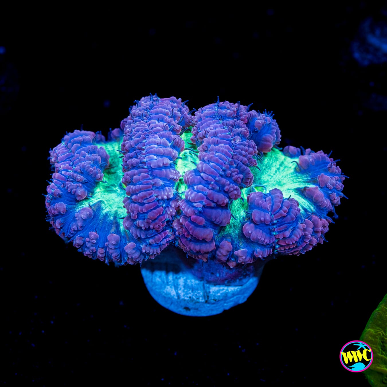 Neon Blastomussa - Actinic Photo