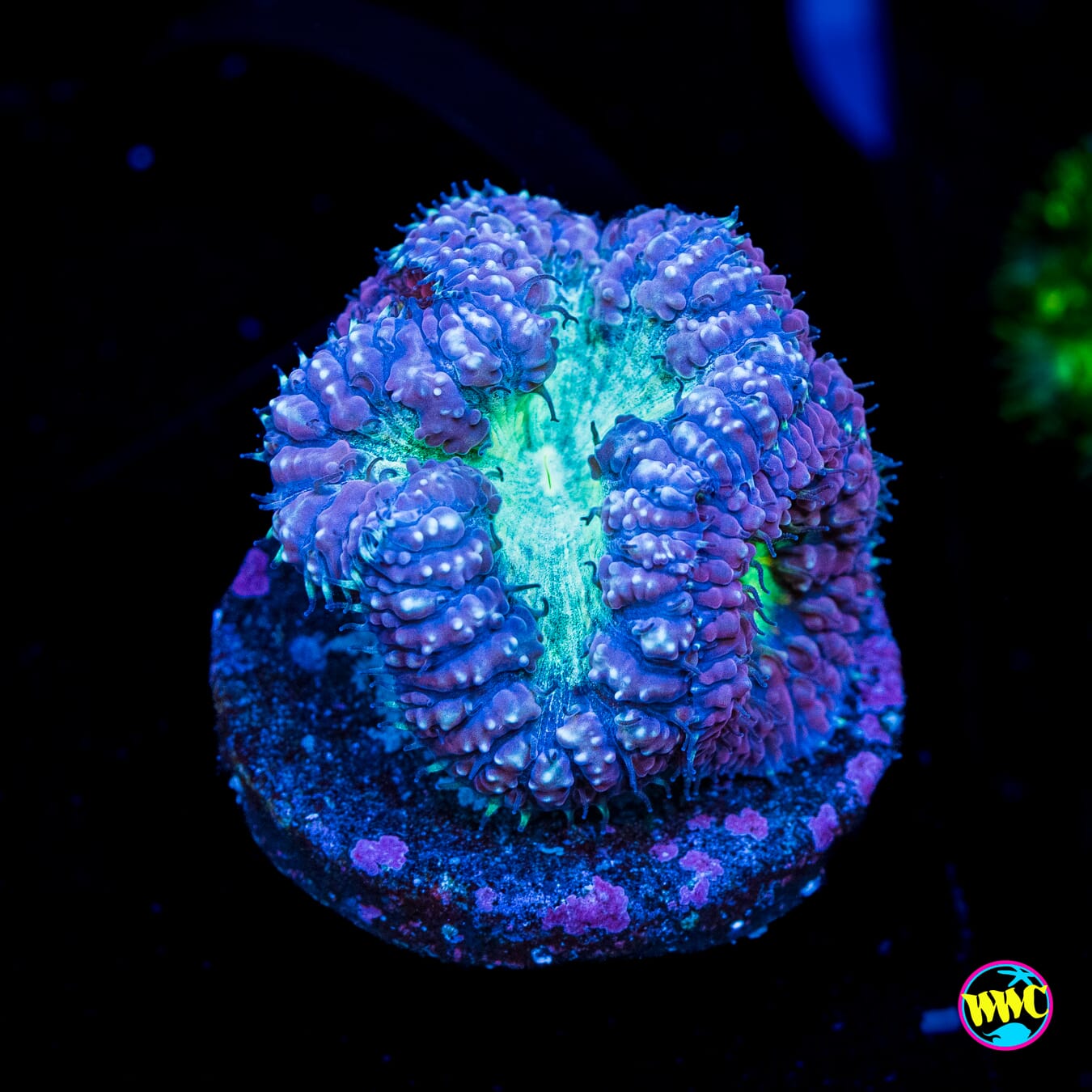 Phantasm Blastomussa - Actinic Photo