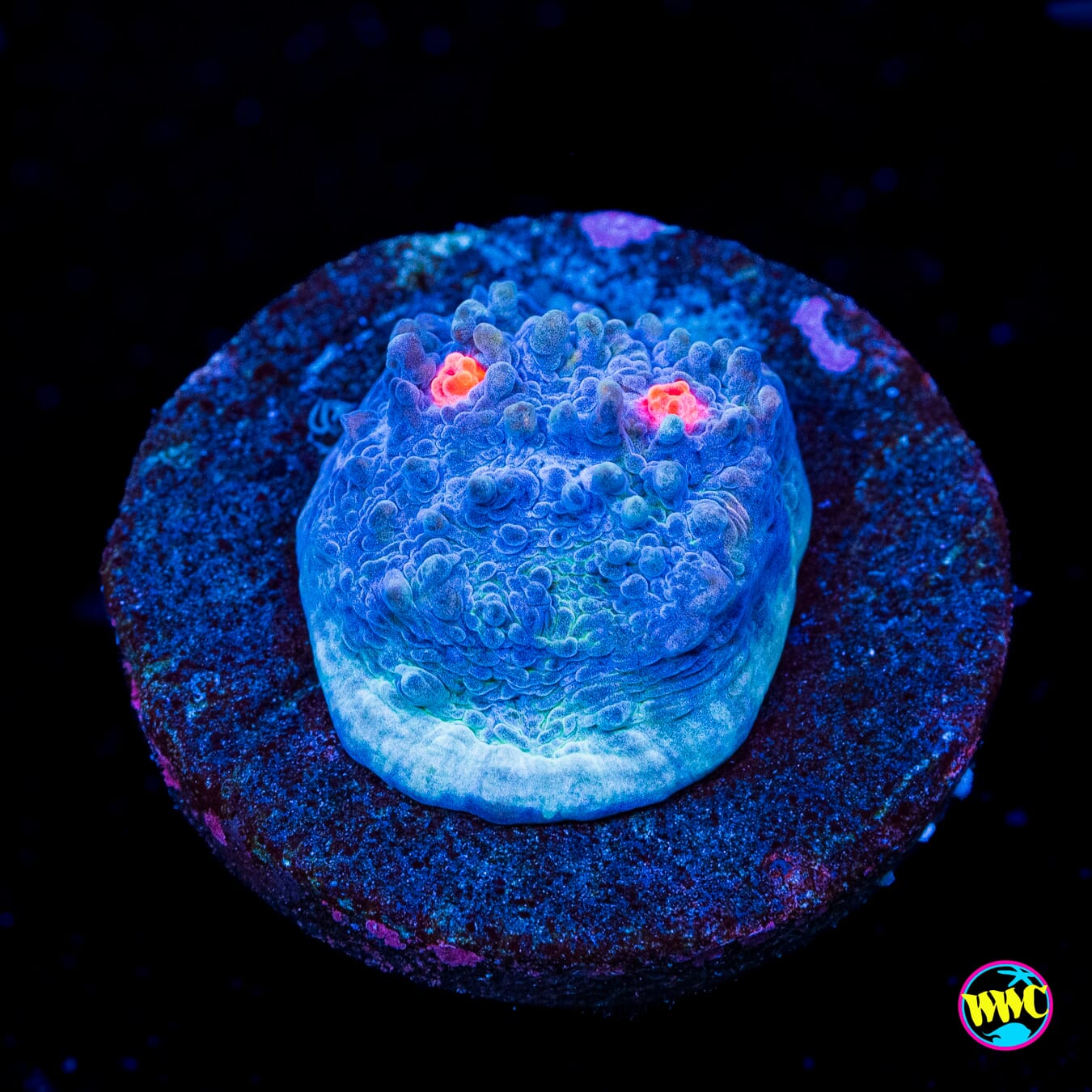 Terminator Chalice - Actinic Photo