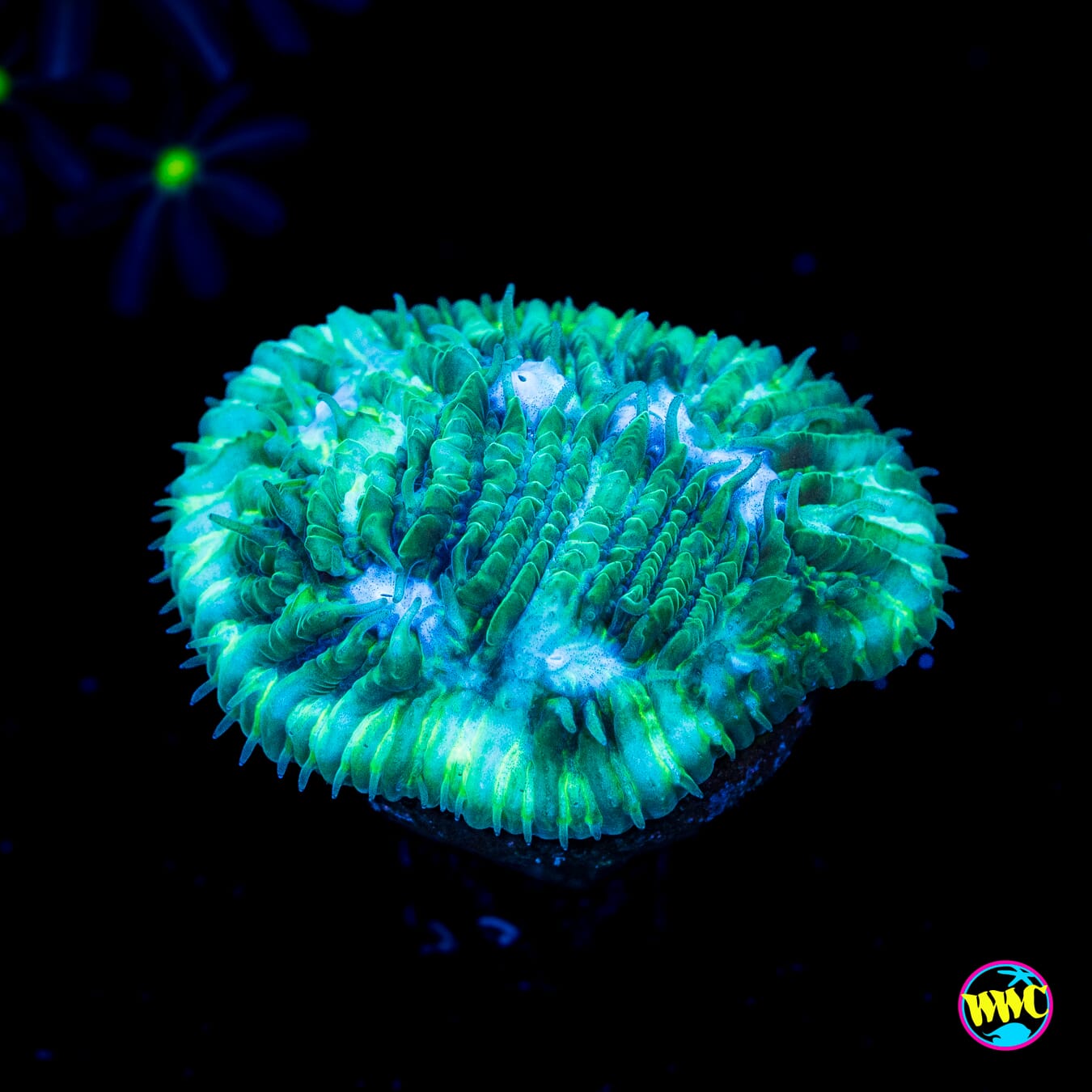 WWC Ice Sheet Lithophyllon - Actinic Photo