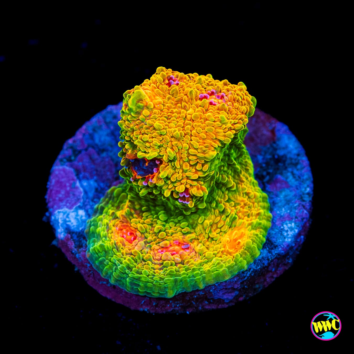 Tyree Mummy Eye Chalice - Actinic Photo