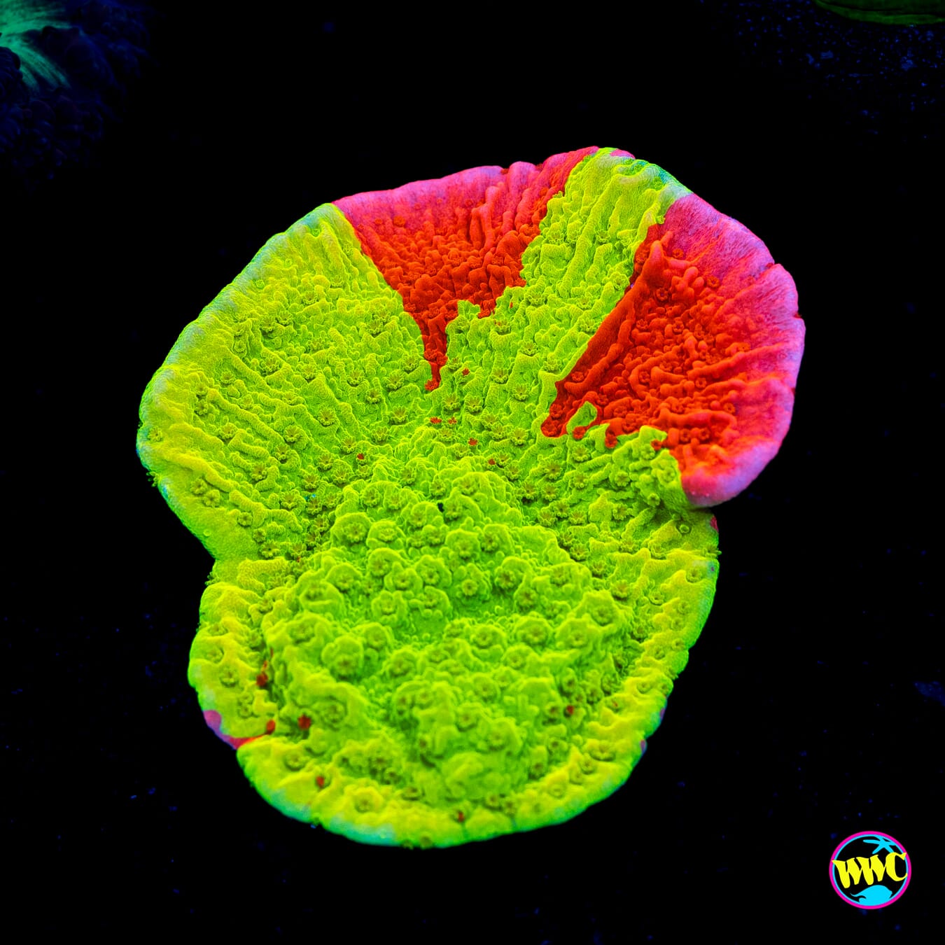WWC Jaw Breaker Grafted Montipora - Actinic Photo