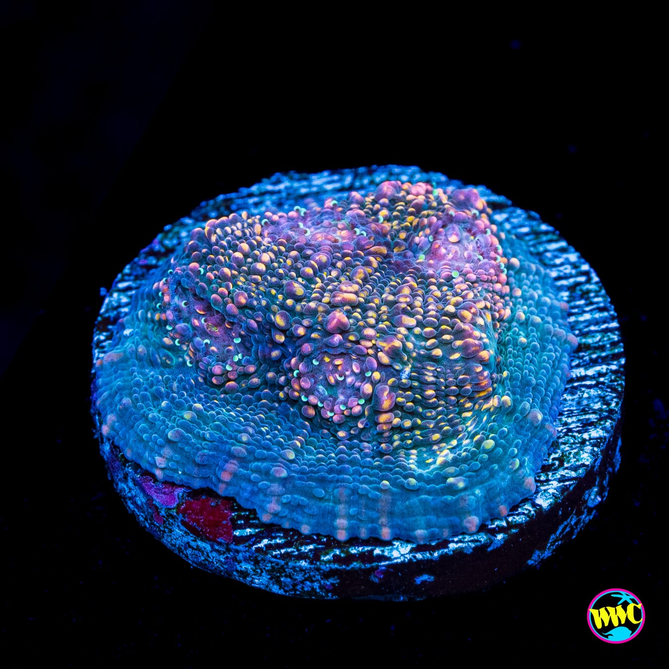 WWC Hologram Chalice - Actinic Photo