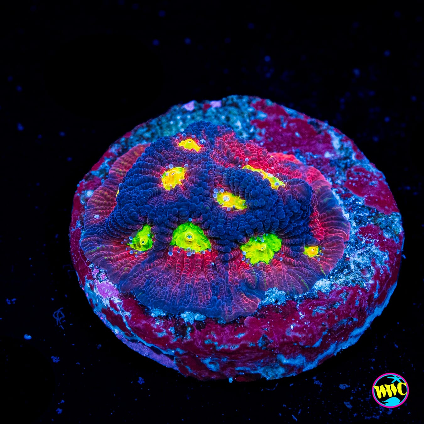 Jason Fox Toro Bravo Favites - Actinic Photo