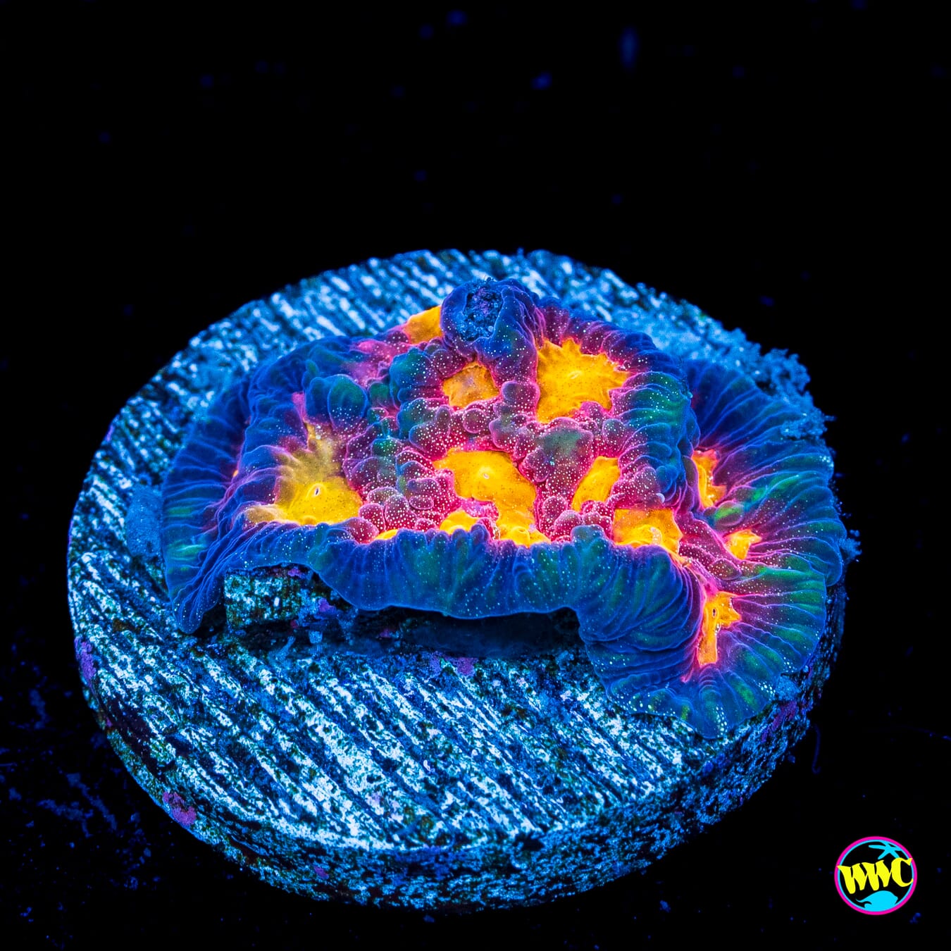 WWC Starlight Favites - Actinic Photo