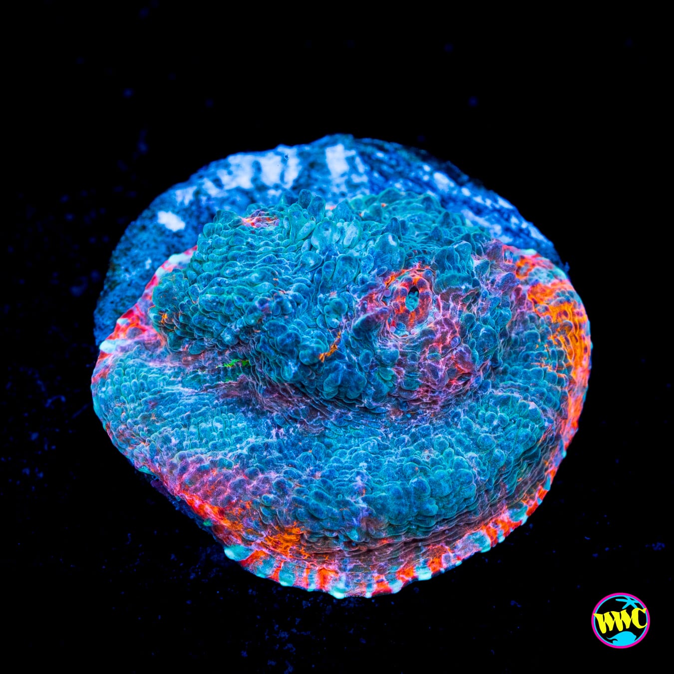 WWC Frozen Nacho Cheese Chalice - Actinic Photo