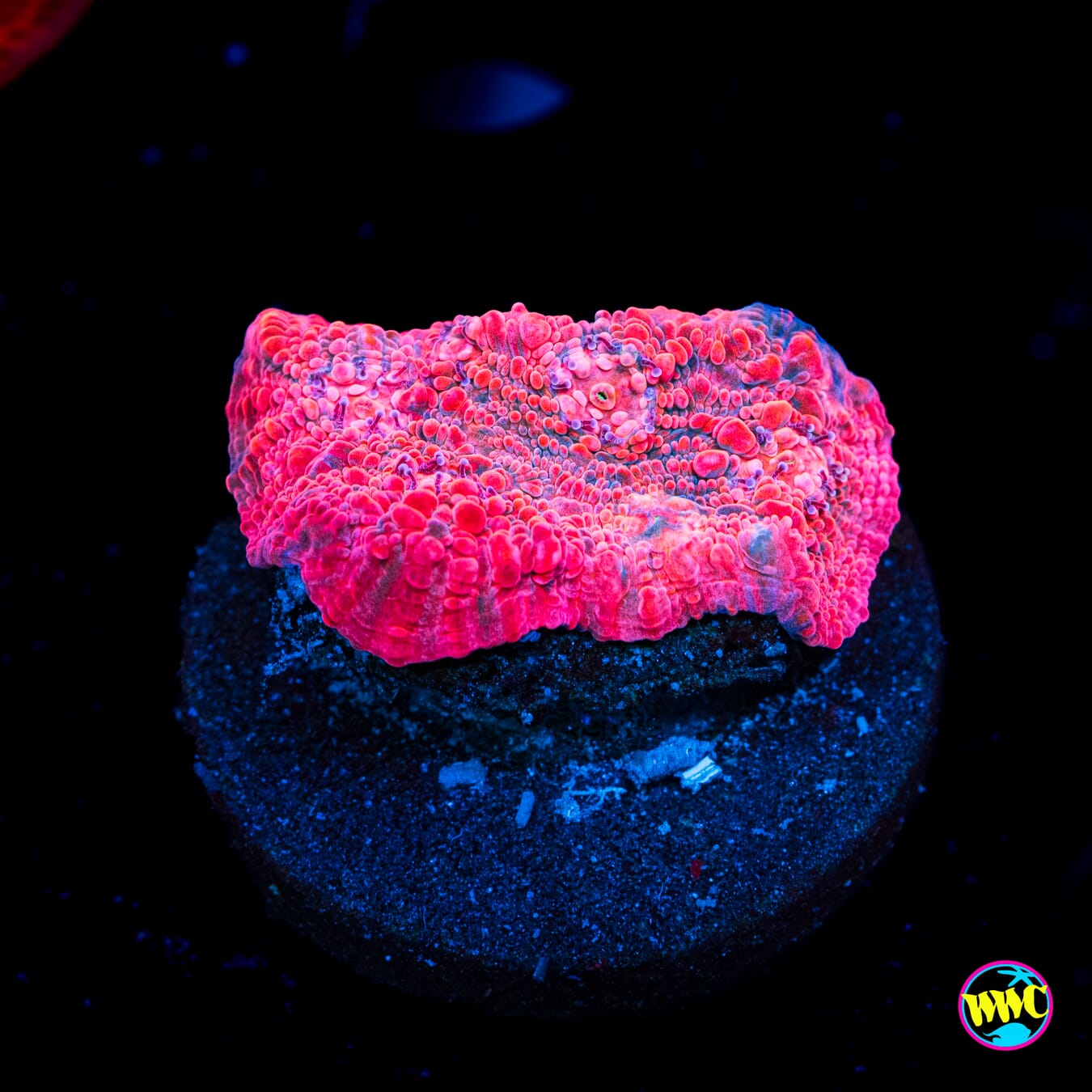 WWC Pink Lemonade Chalice - Actinic Photo