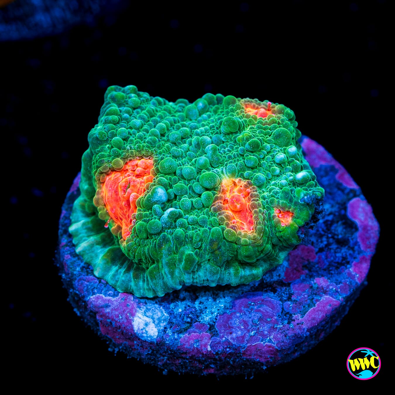 Emerald City Chalice - Actinic Photo
