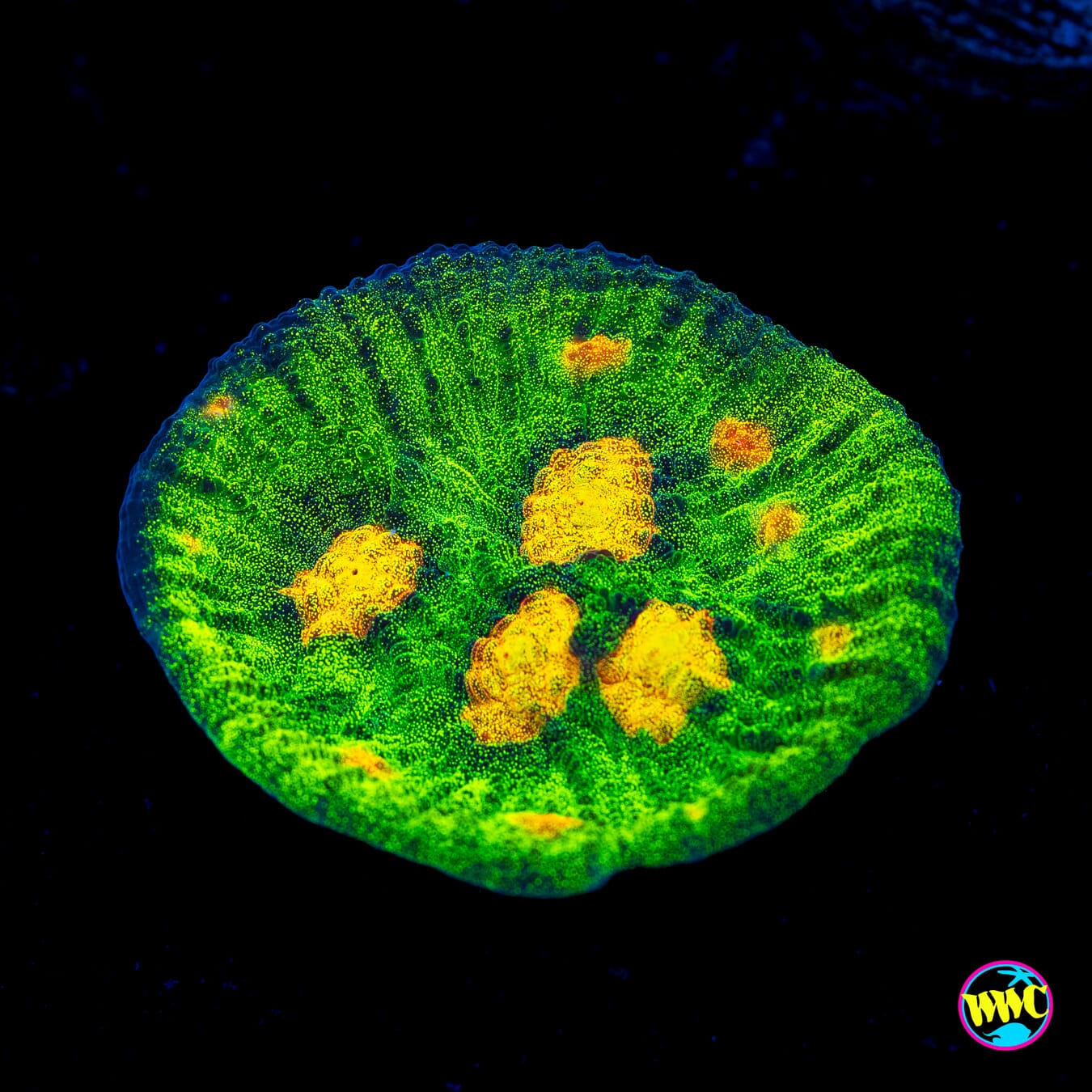 Jason Fox Raja Rampage Chalice - Actinic Photo