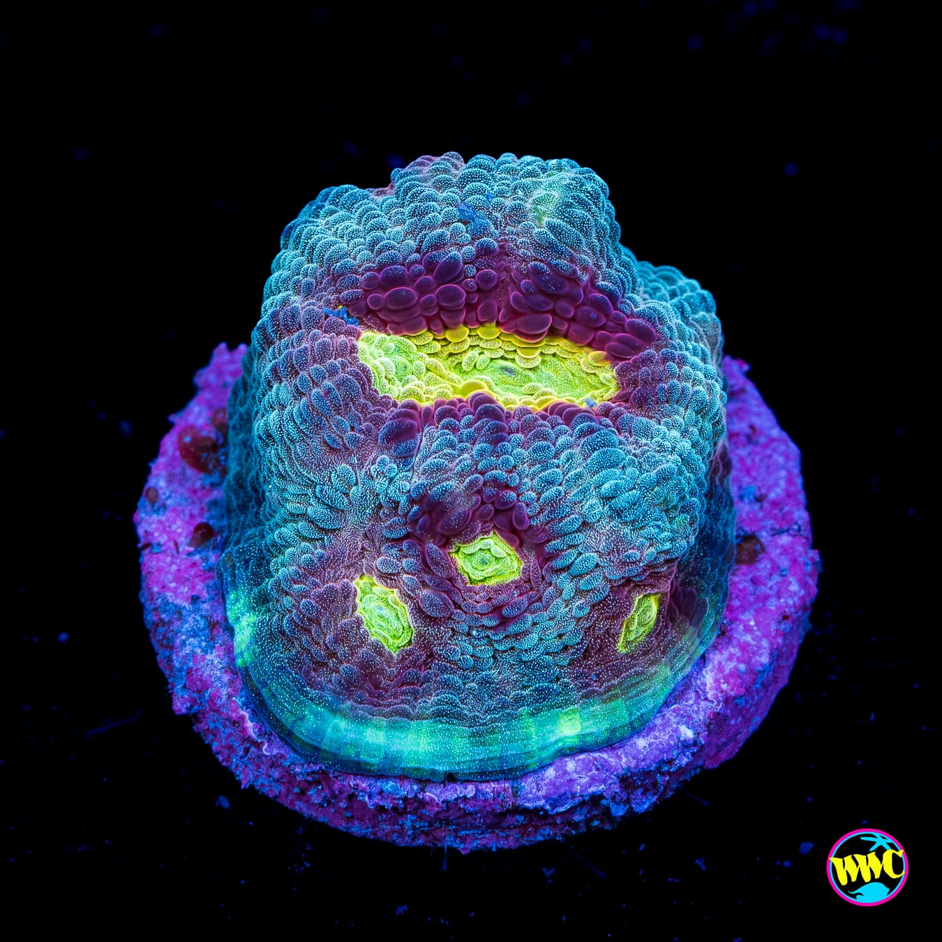 WWC Merlot Chalice - Actinic Photo