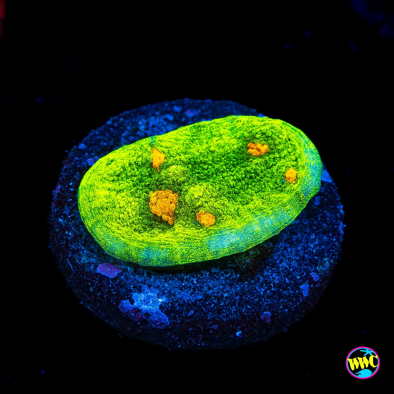 WWC Space Invader Chalice - Actinic Photo