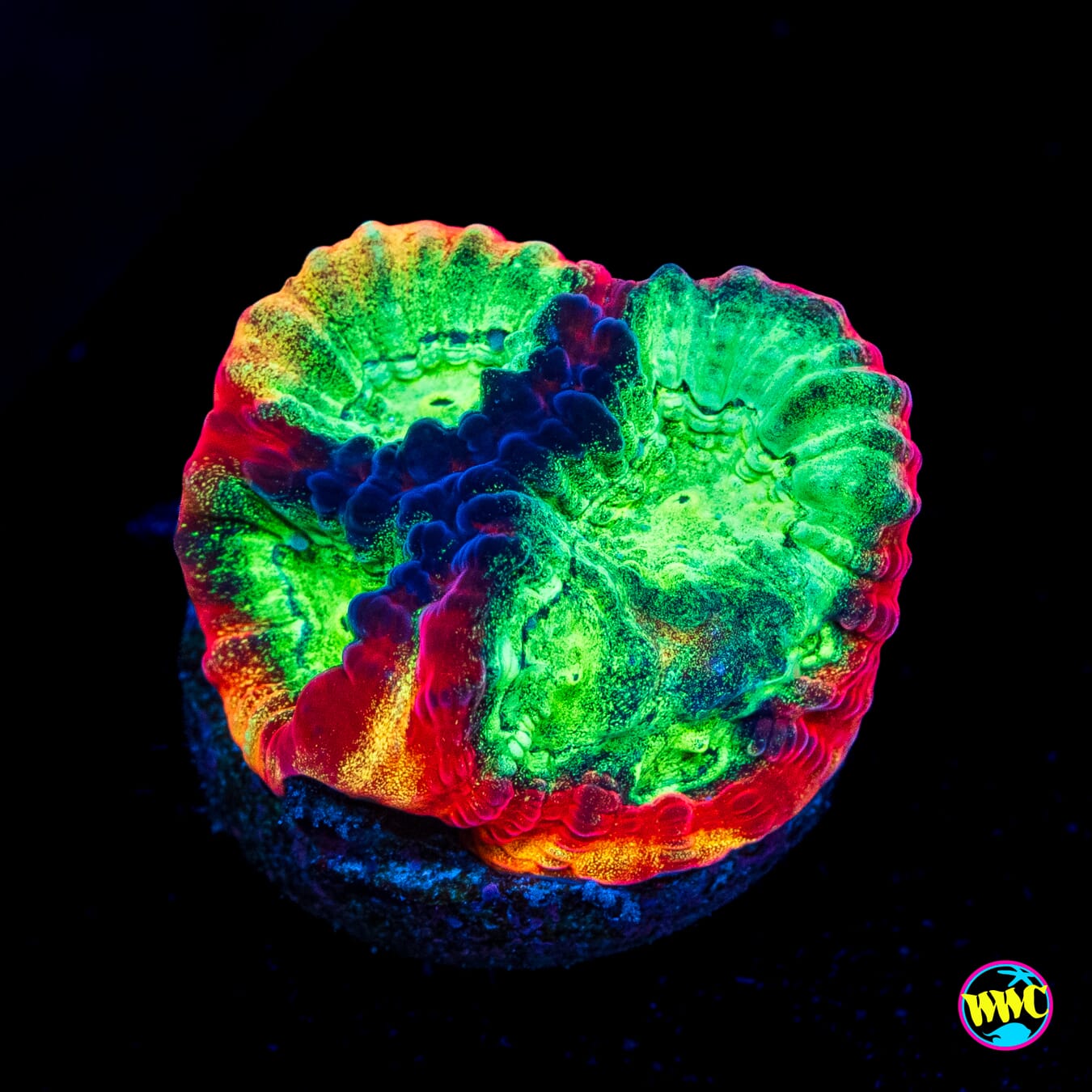 Jason Fox Psycho Rainbow Rim Favia - Actinic Photo