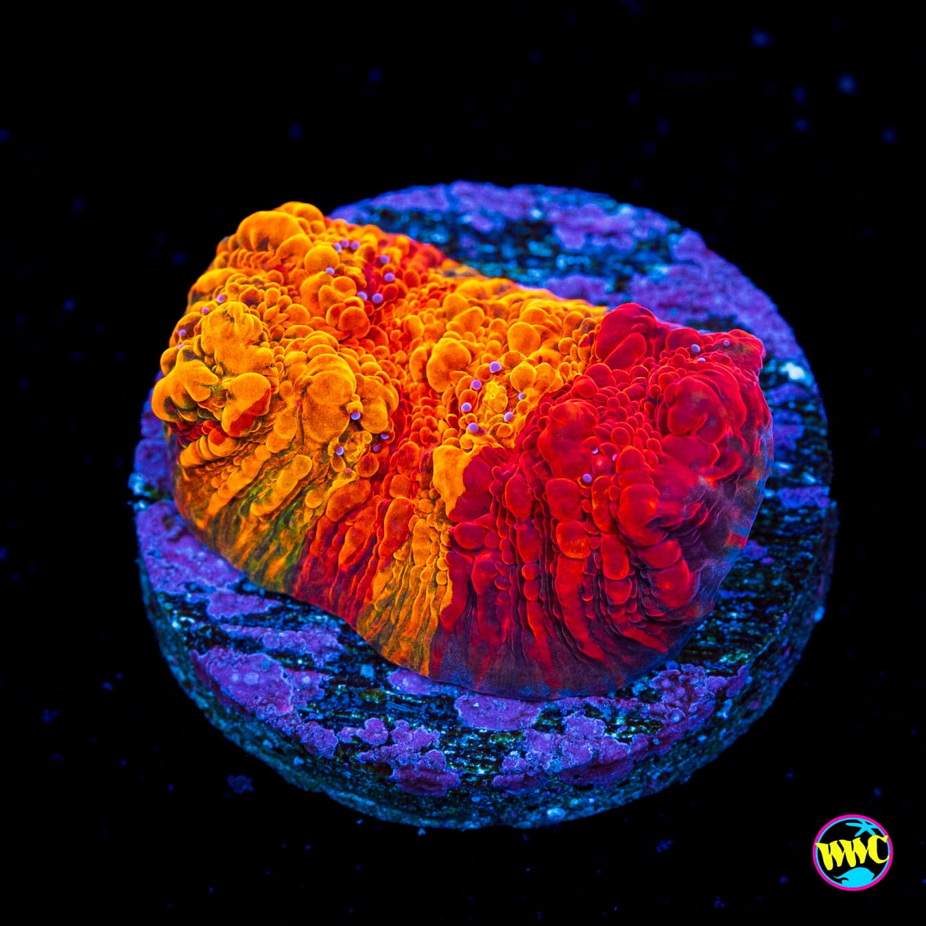 WWC Grafted Stellaria Chalice - Actinic Photo