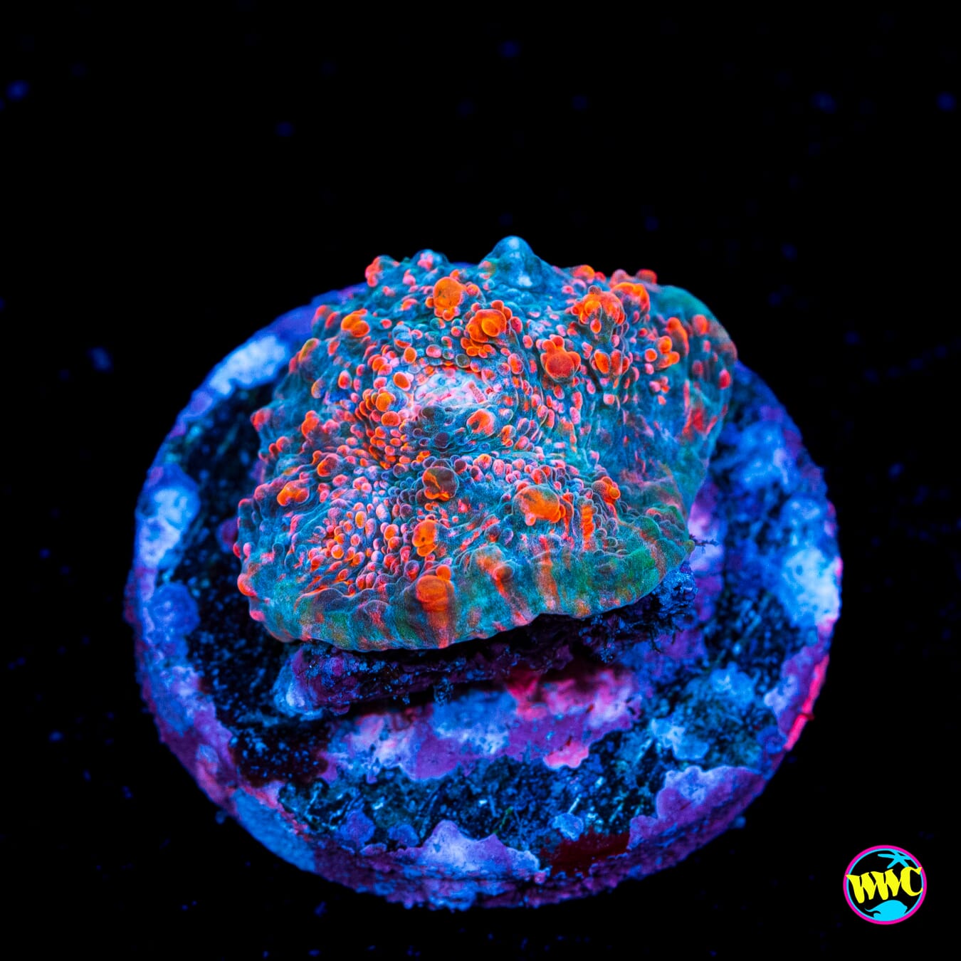 WWC Cotton Candy Chalice - Actinic Photo
