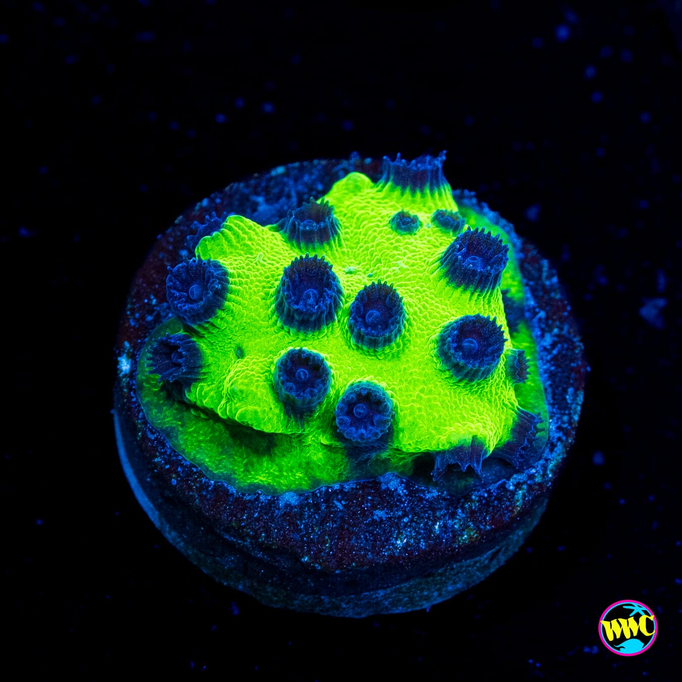 WWC Mardi Gras Cyphastrea - Actinic Photo