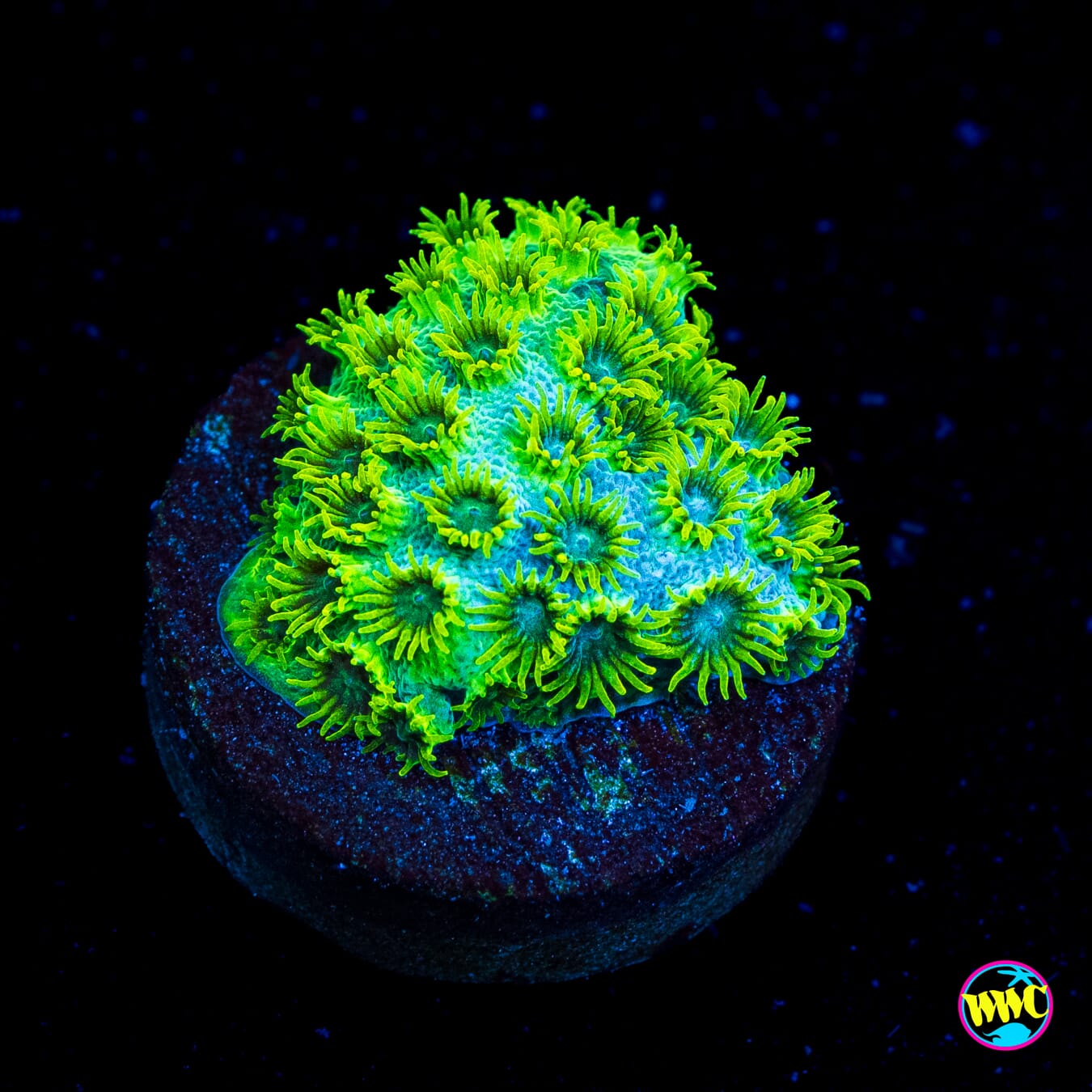 WWC Leafy Greens Cyphastrea - Actinic Photo