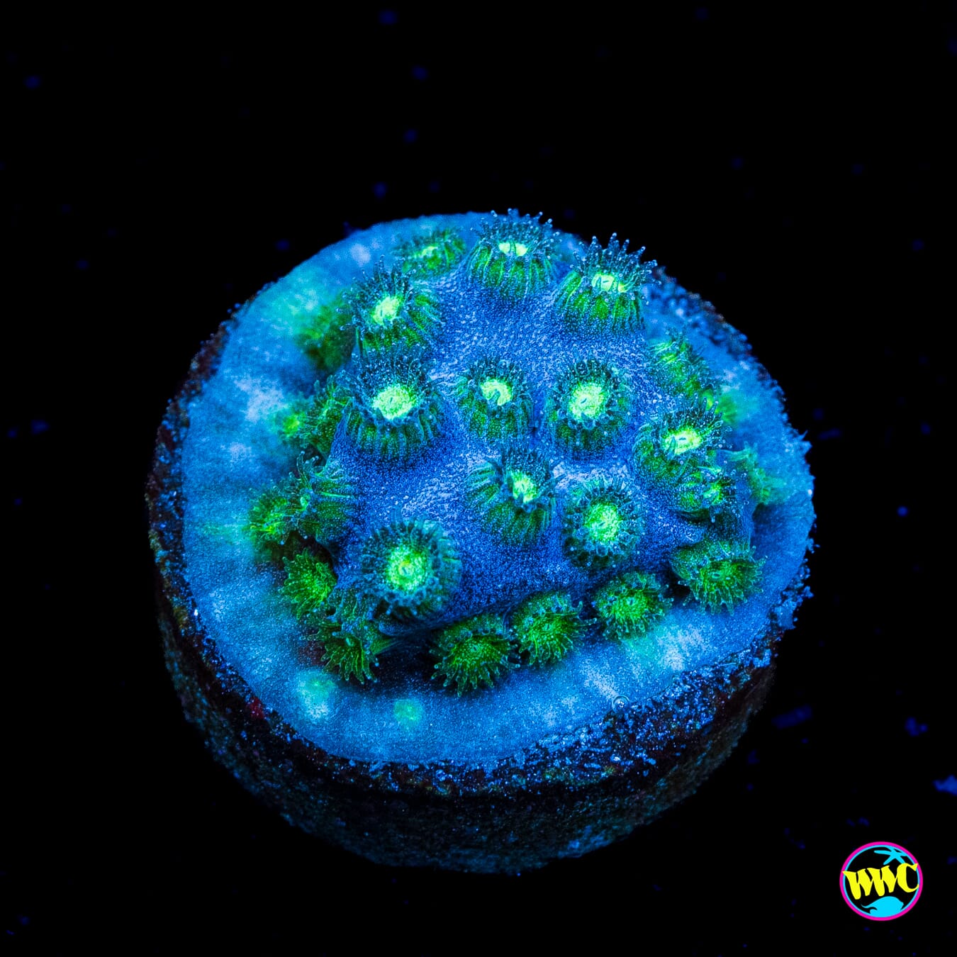 WWC Islands Cyphastrea - Actinic Photo
