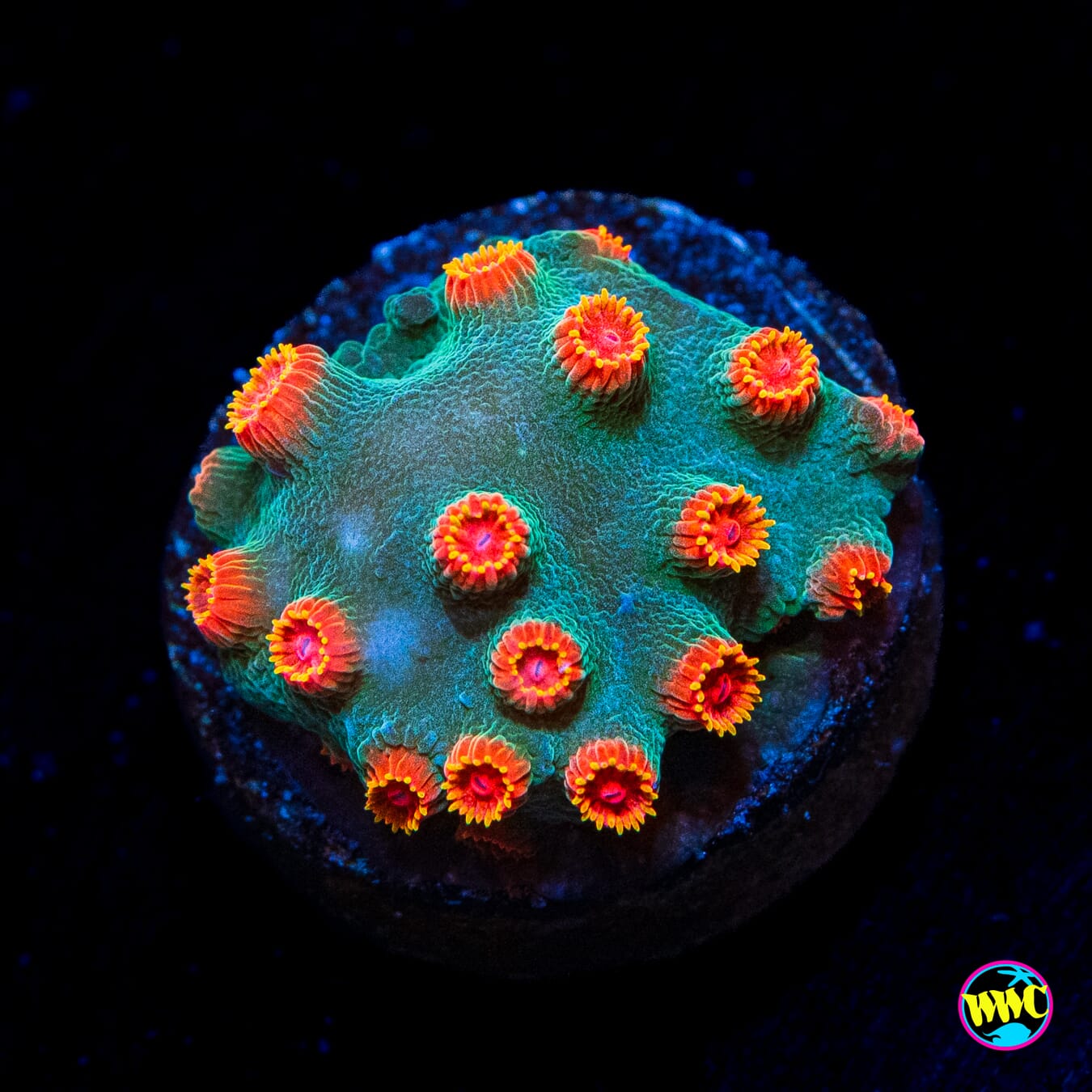 Bojangles Cyphastrea - Actinic Photo