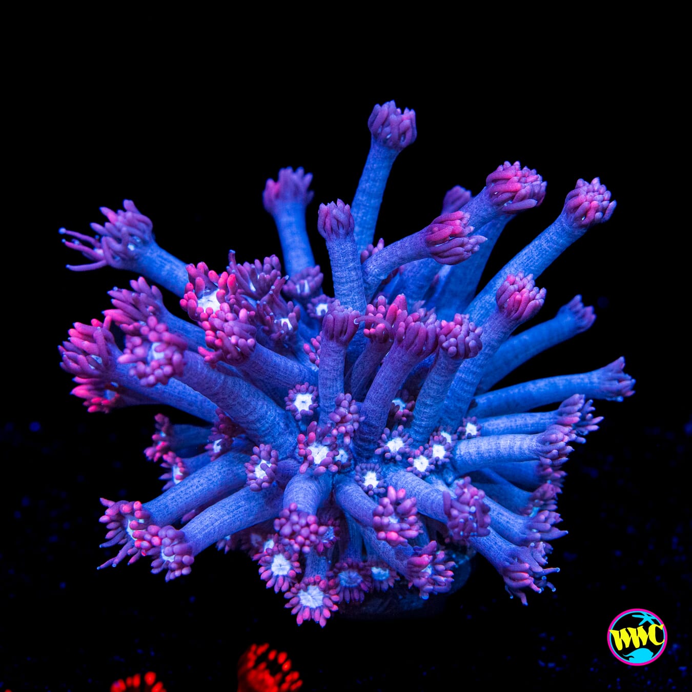 WWC Sixteen Candles Goniopora - Actinic Photo