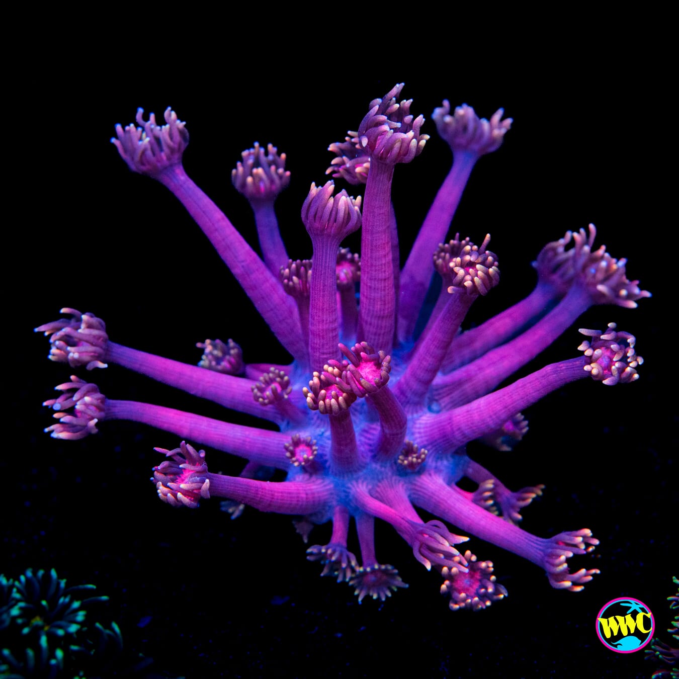 Cosmos Goniopora - Actinic Photo