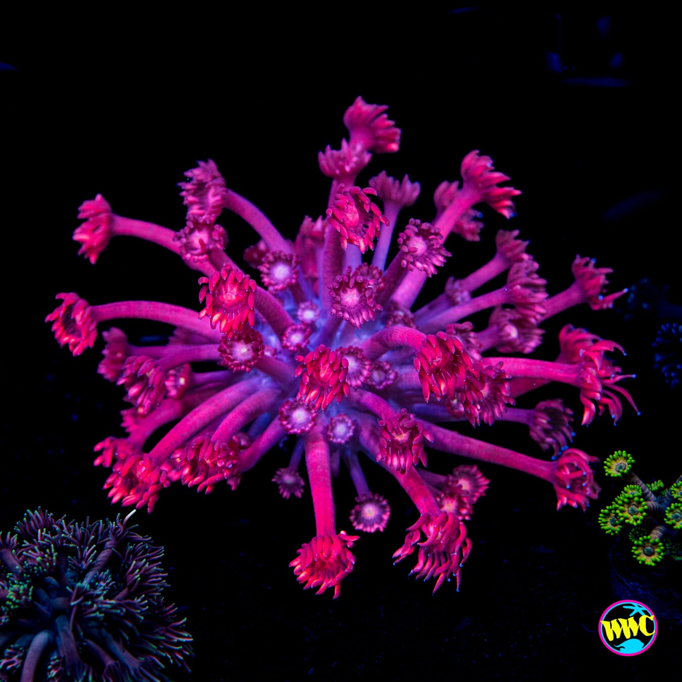 Scorching Pink Lady Goniopora - Actinic Photo
