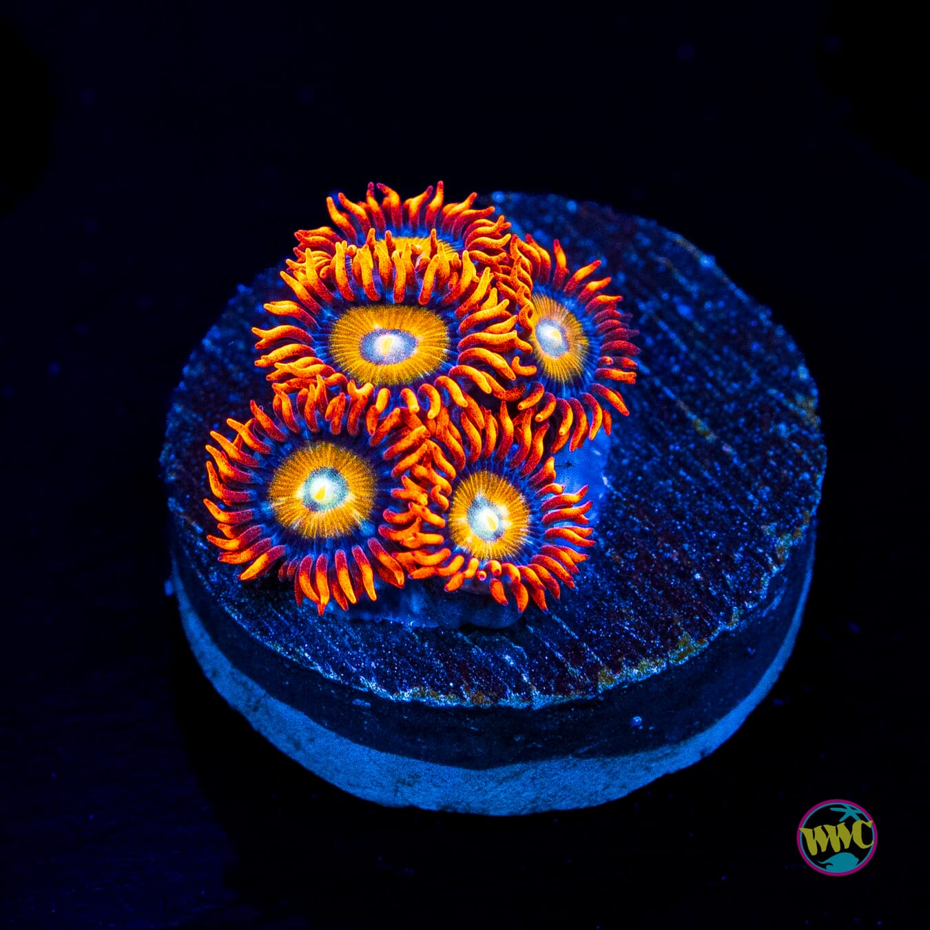 WWC Blondies Zoanthids - Actinic Photo