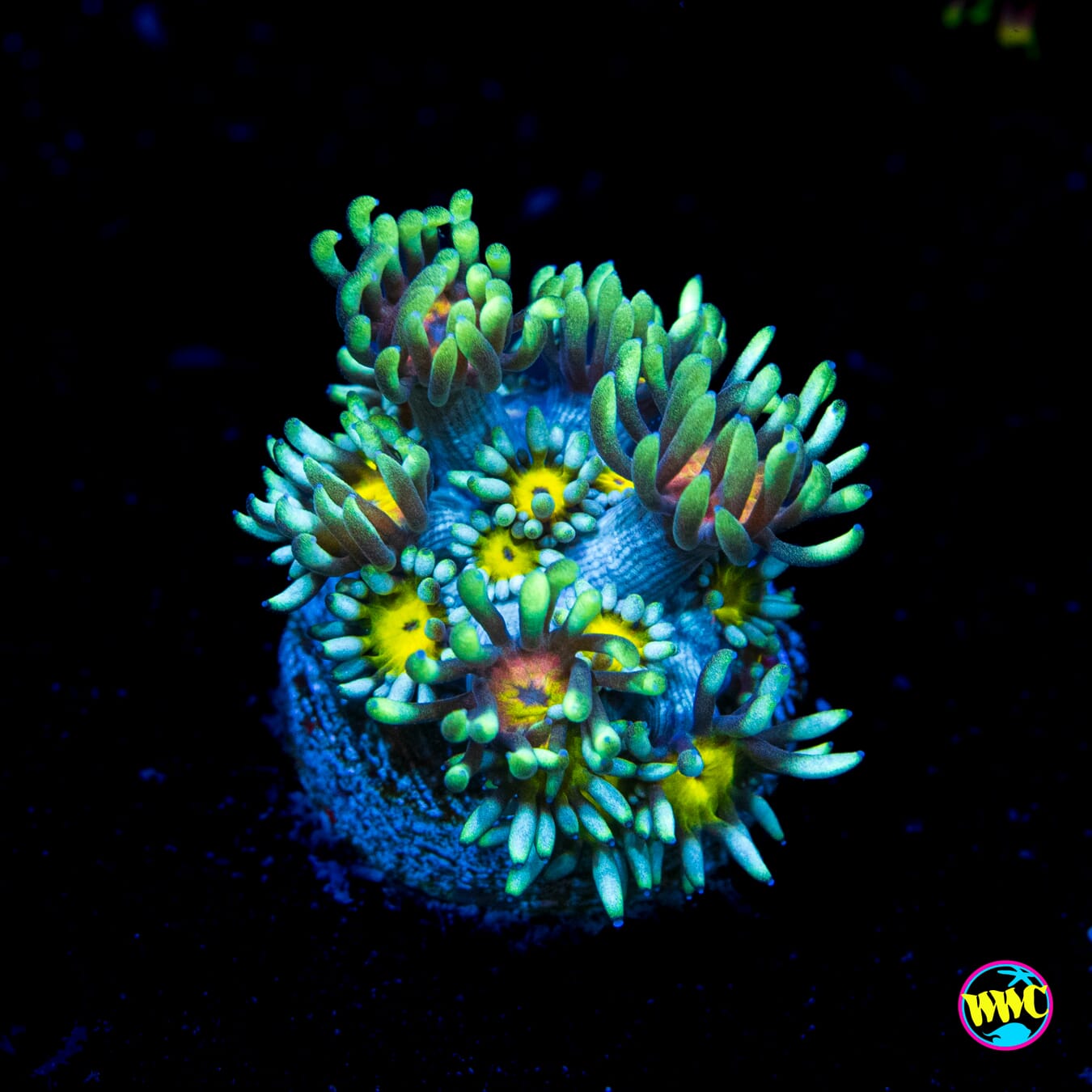 Lemon Head Goniopora - Actinic Photo
