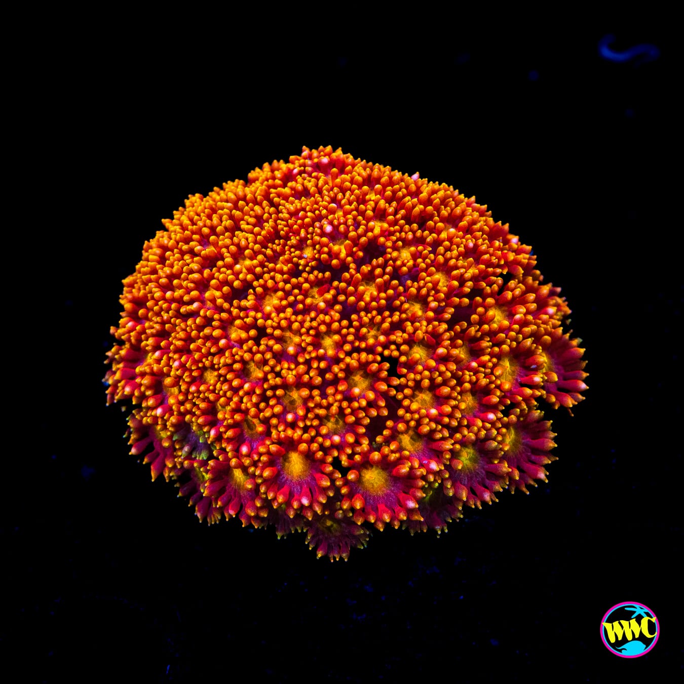 WWC Flame Tongue Micro Goniopora - Actinic Photo