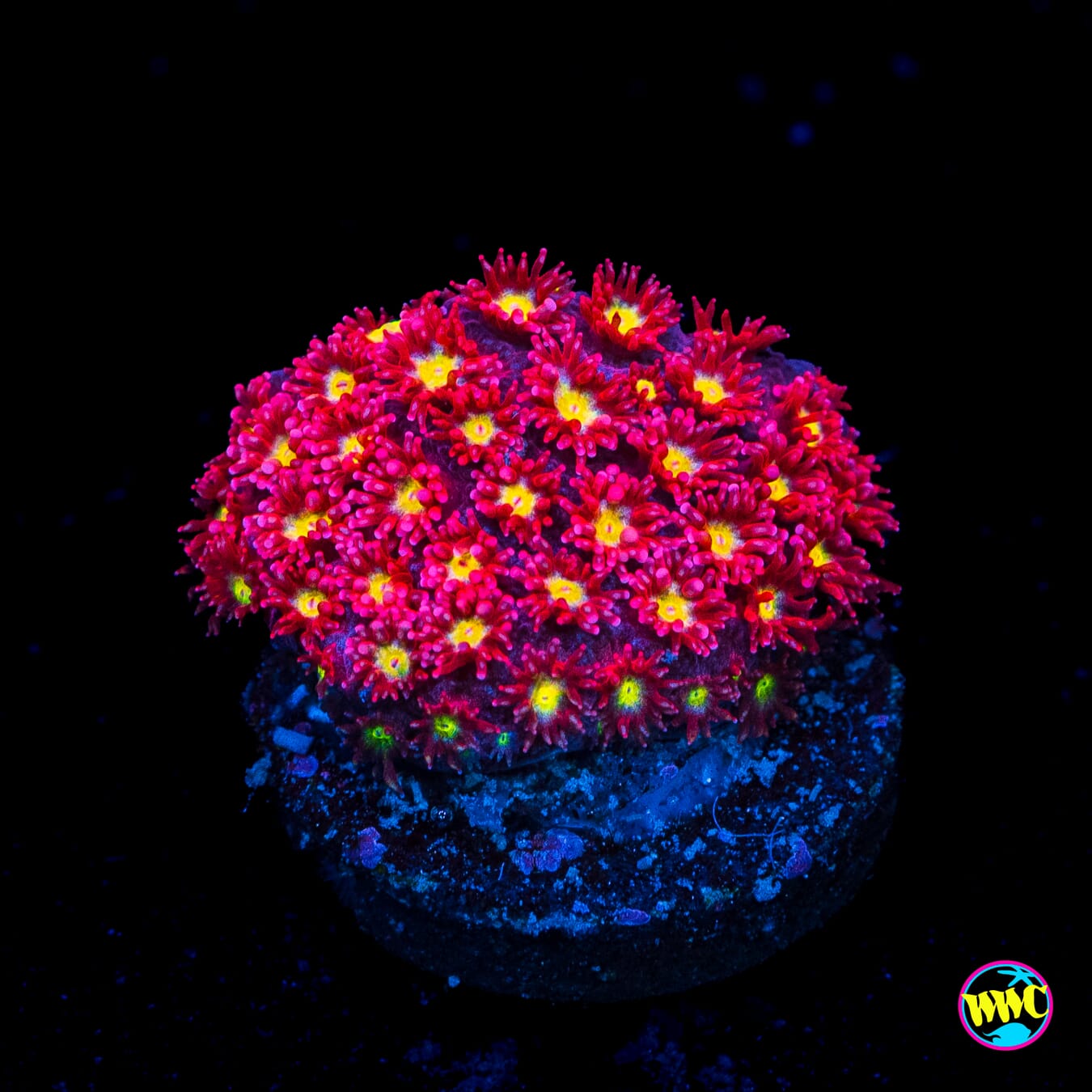 WWC Fruit Loopz Micro Goniopora - Actinic Photo