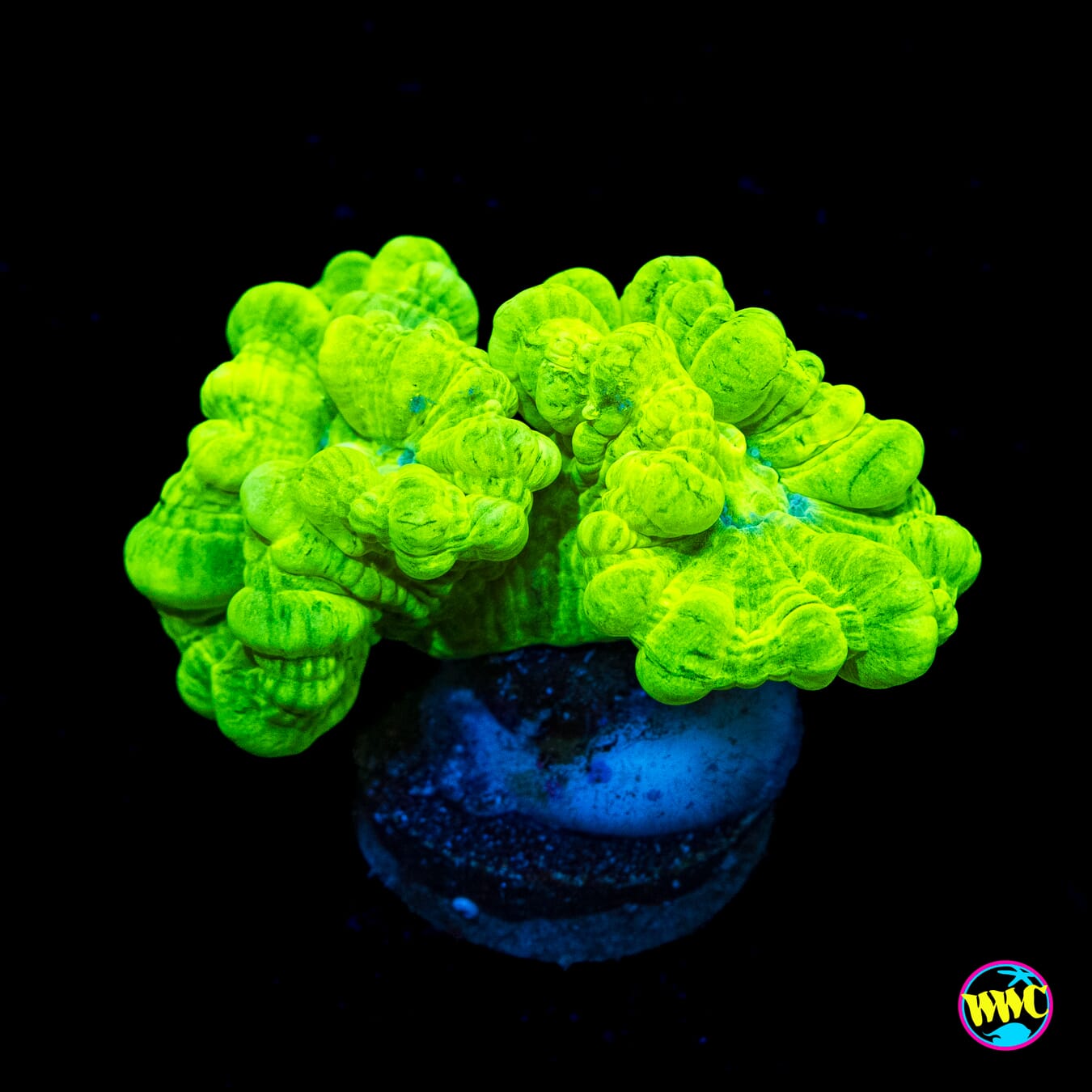 Kryptonite Candy Canes - Actinic Photo