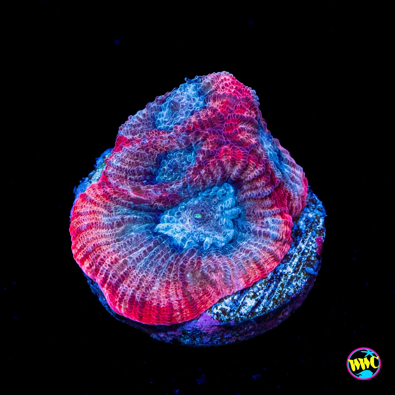 WWC Red Lobsta Favia - Actinic Photo