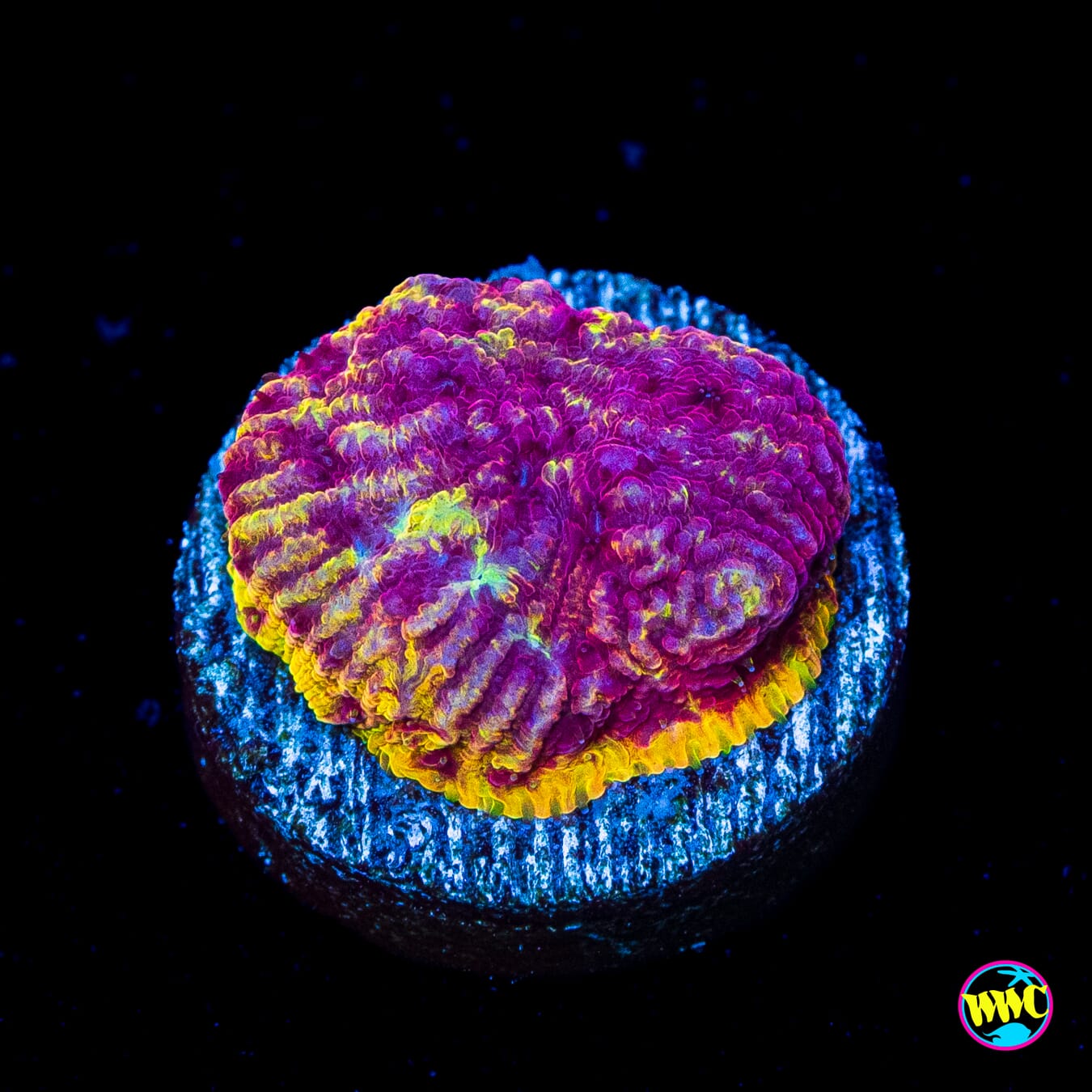 WWC Immolation Lithophyllon - Actinic Photo