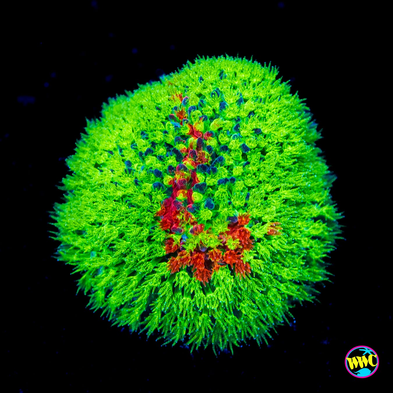 WWC Two Face Stylocoeniella - Actinic Photo