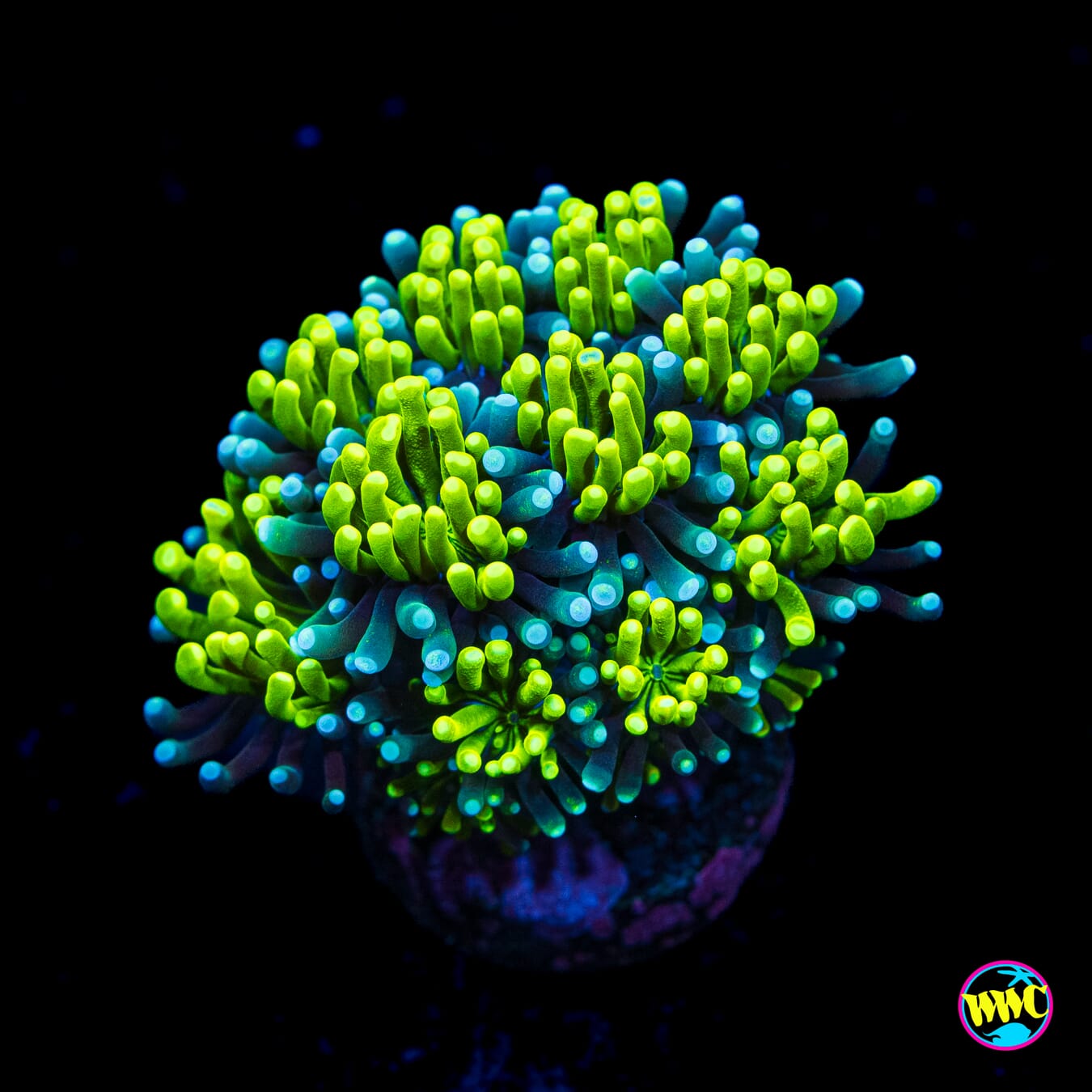 WWC Lemonade Galaxea - Actinic Photo