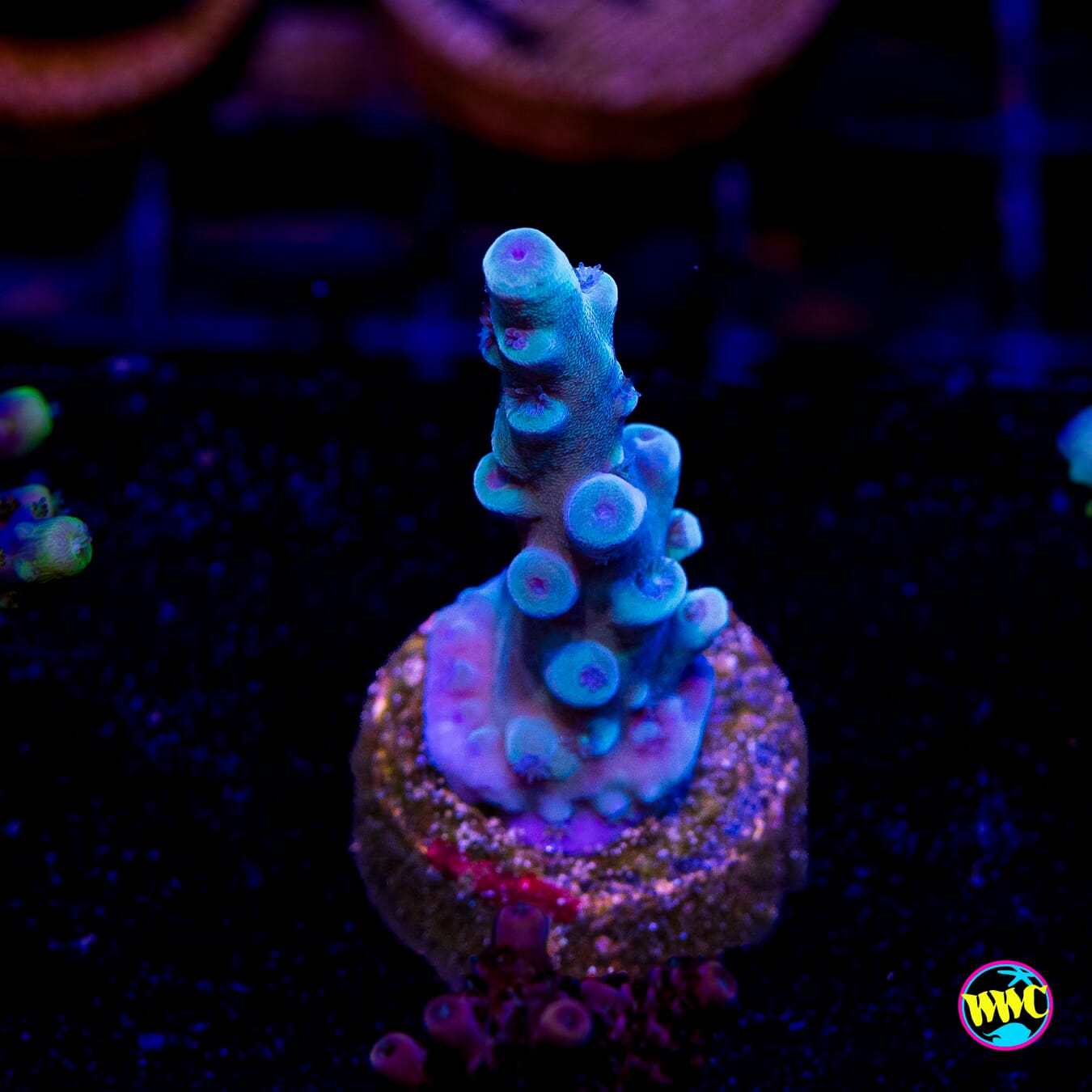 Oregon Tort Acropora - Actinic Photo