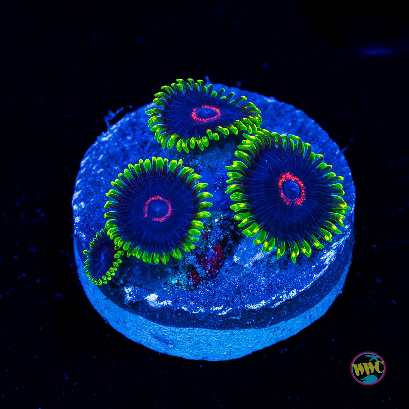 WWC Purple Heart Zoanthids - Actinic Photo