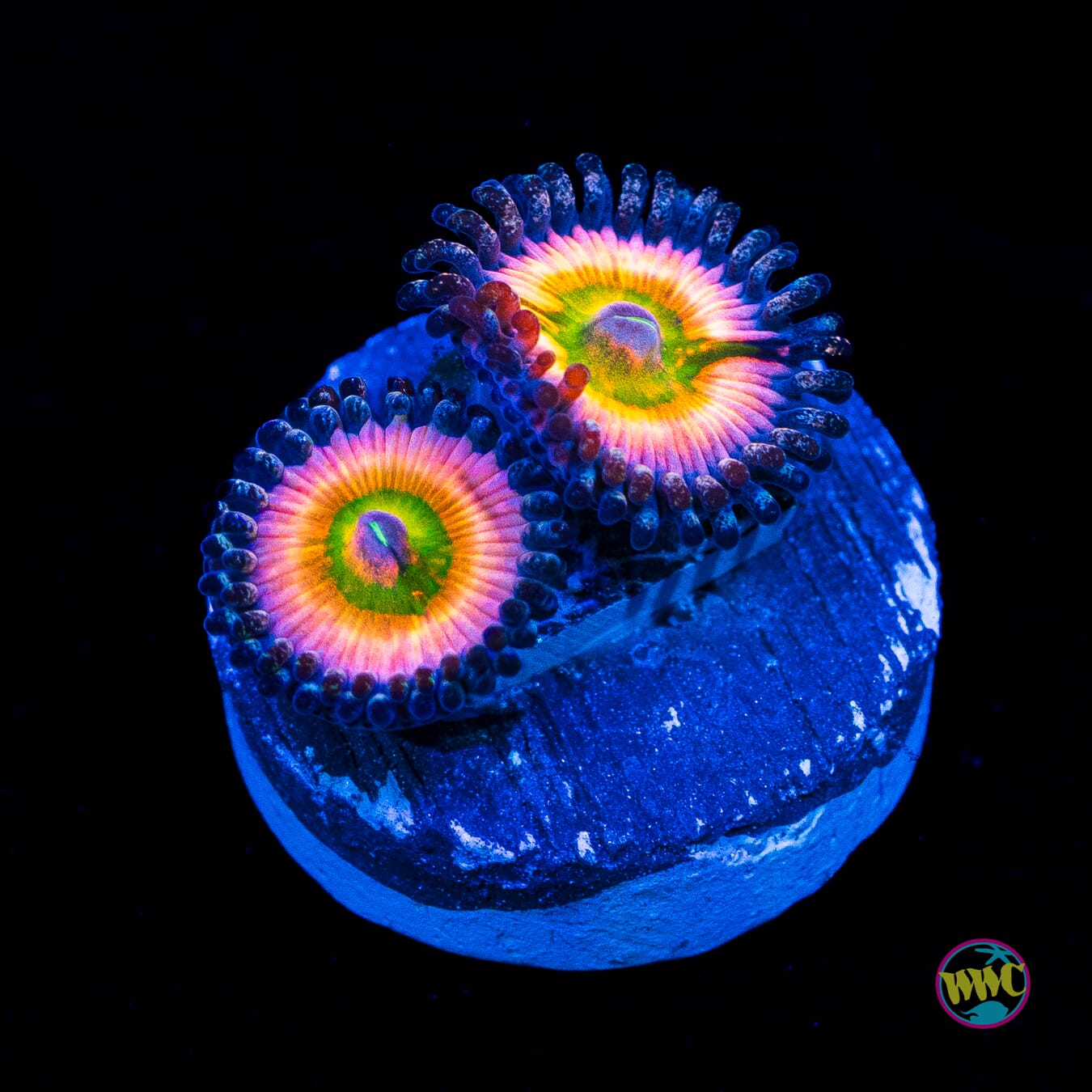 Tyree Rainbow Infusion Zoanthids - Actinic Photo