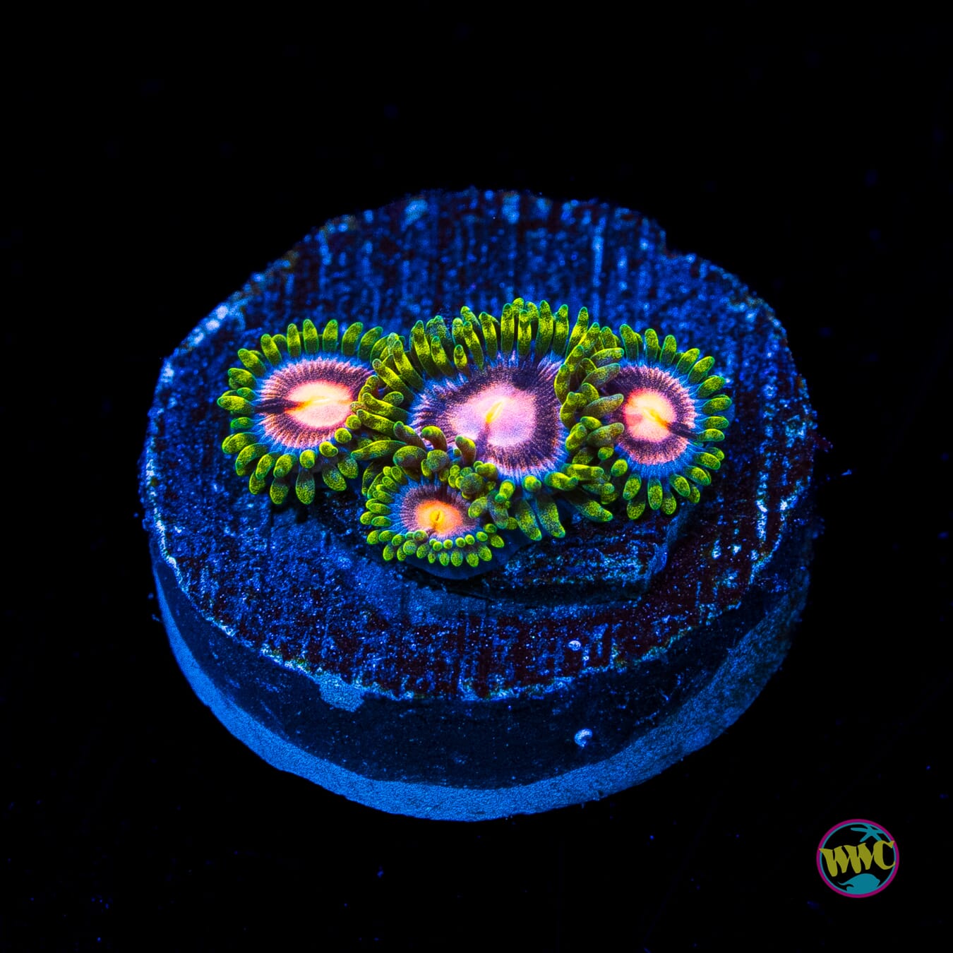 WWC Sweet Tooth Zoanthids - Actinic Photo