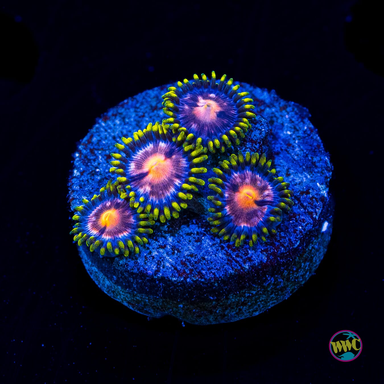 Nirvana Zoanthids - Actinic Photo