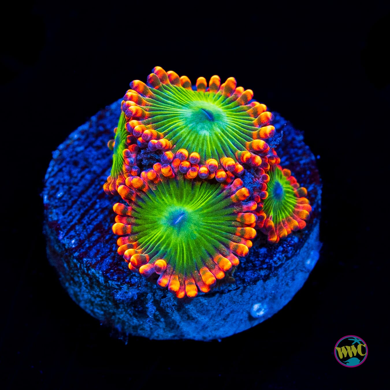 Oompa Loompaz Zoanthids - Actinic Photo