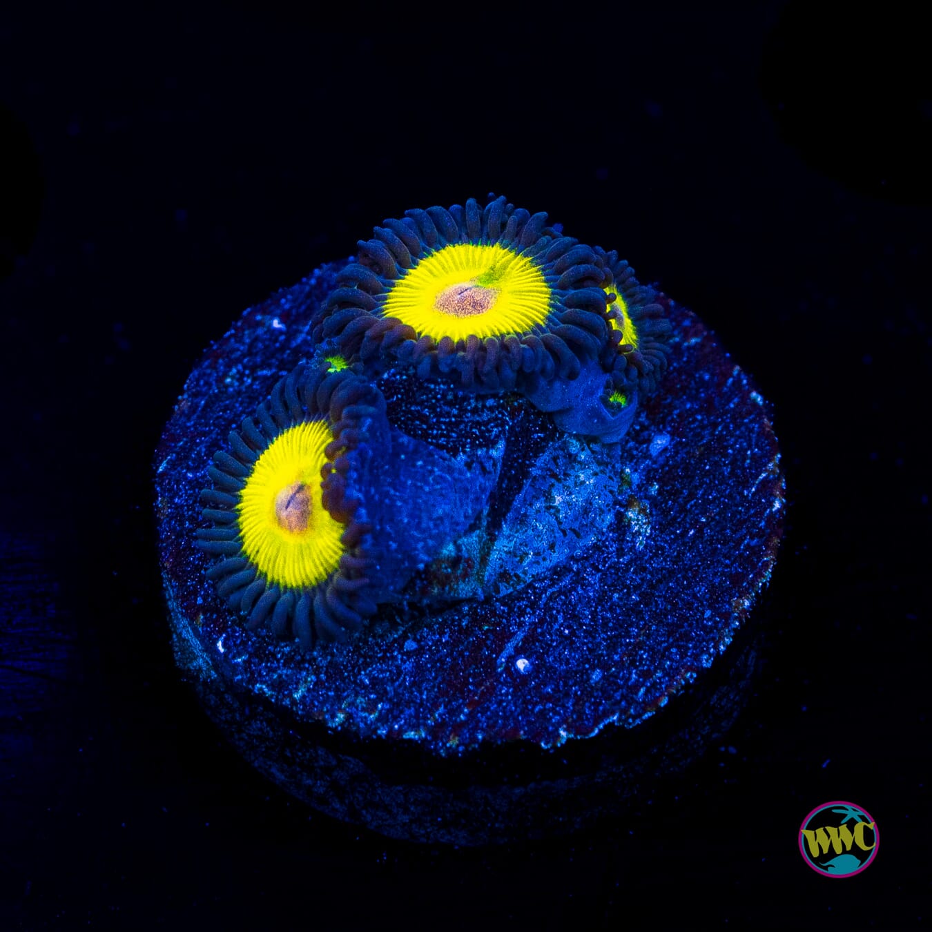 WWC Golden Eye Zoanthids - Actinic Photo