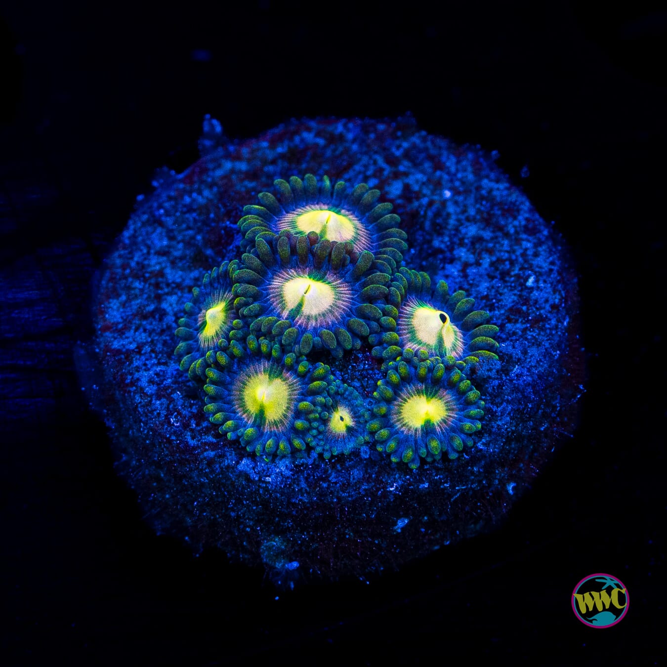 WWC Mystic Moon Zoanthids - Actinic Photo