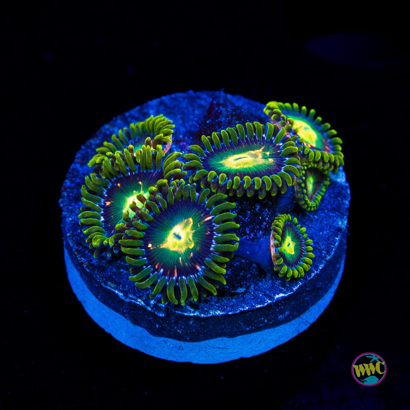 WWC Cosmic Dragon Eye Zoanthids - Actinic Photo