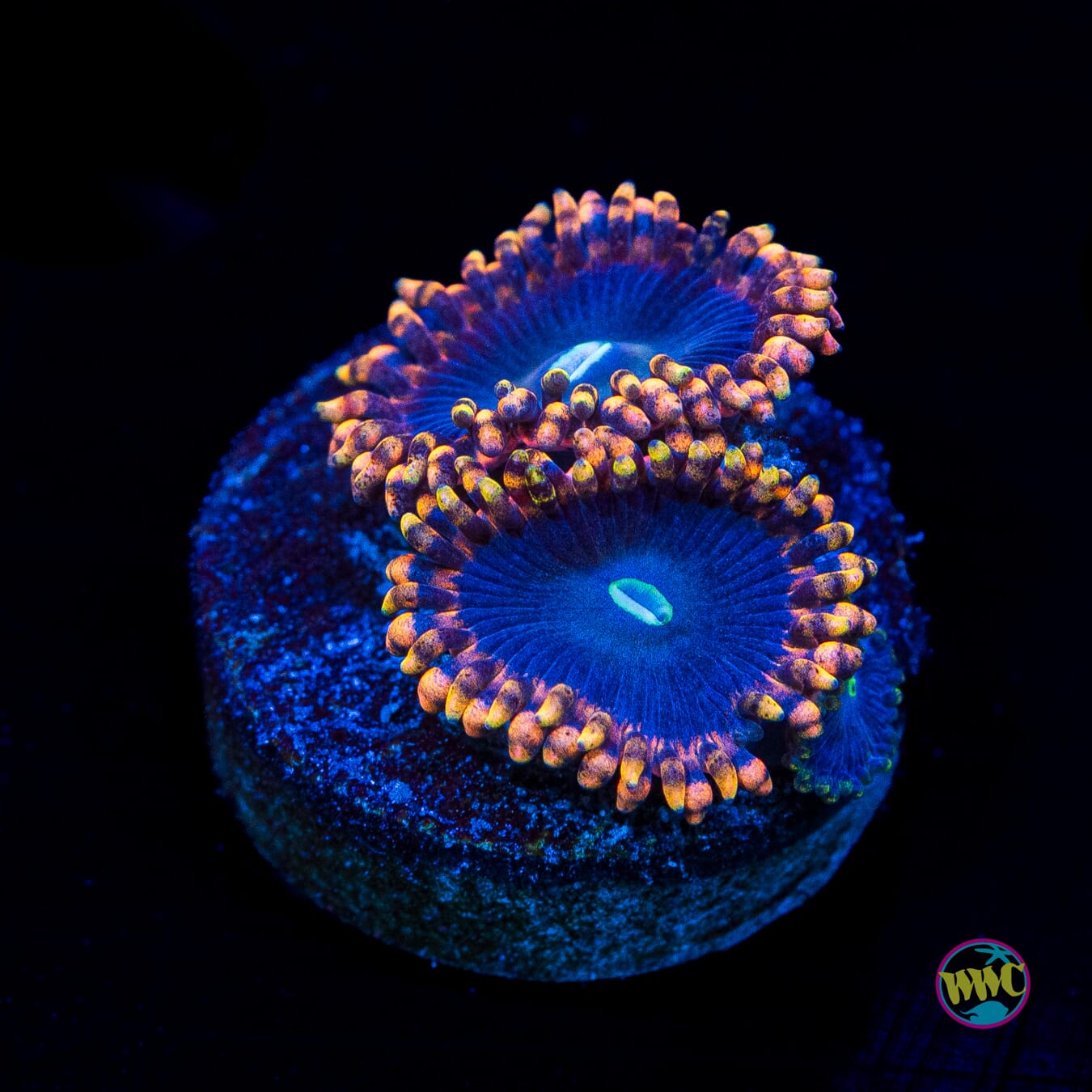 Anti Matter Zoanthids - Actinic Photo