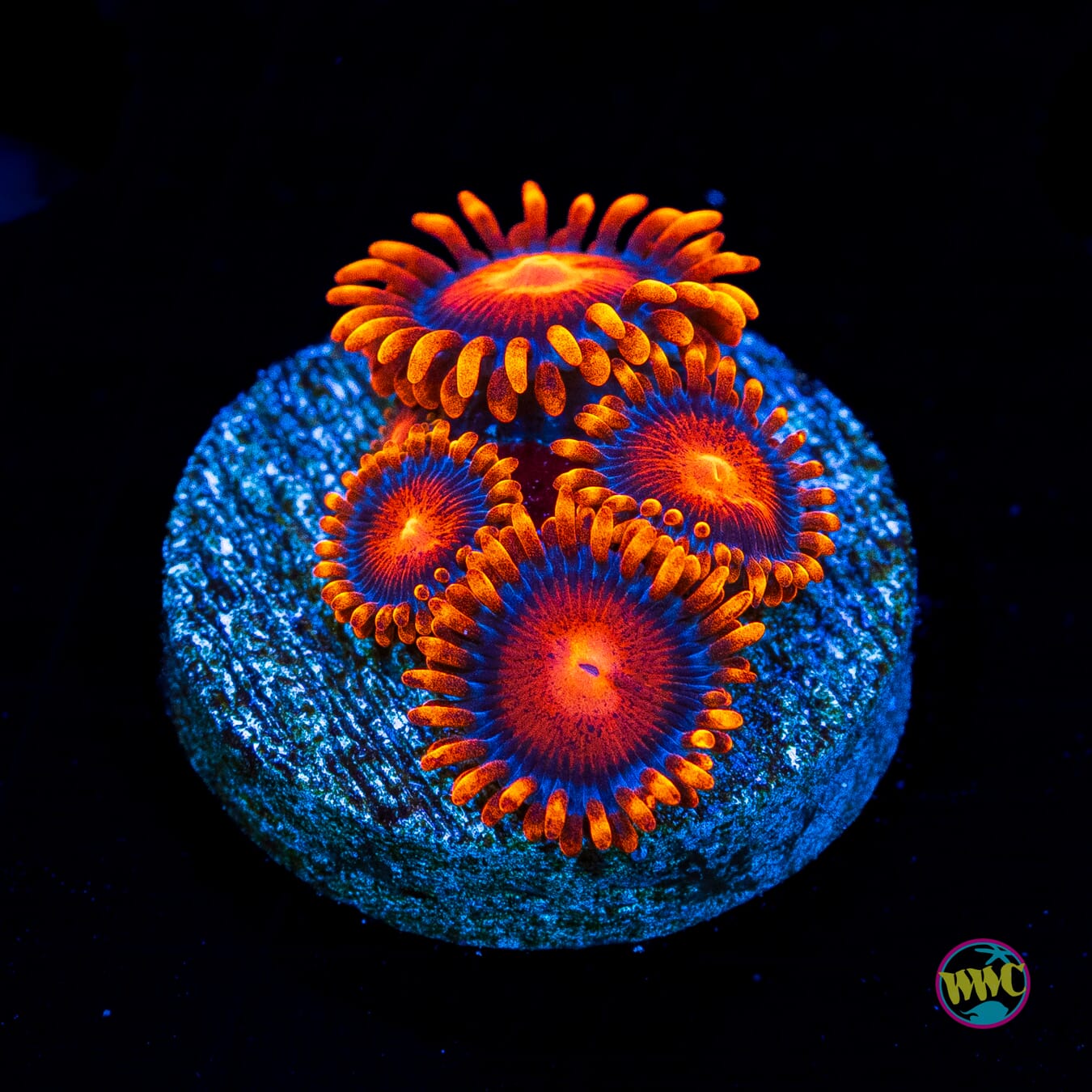 Bam Bamz Zoanthids - Actinic Photo