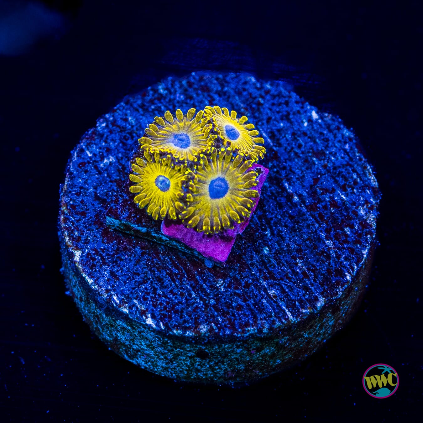WWC Canary Island Zoanthids - Actinic Photo