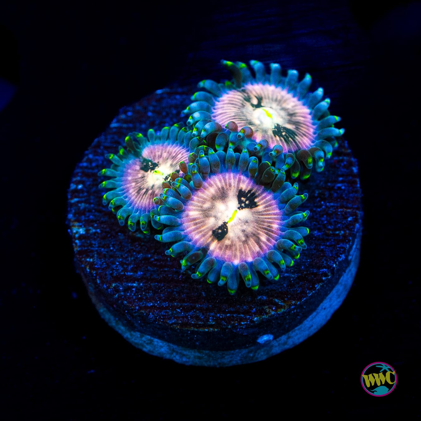 WWC Hawaiian Ding Dang Zoanthids - Actinic Photo