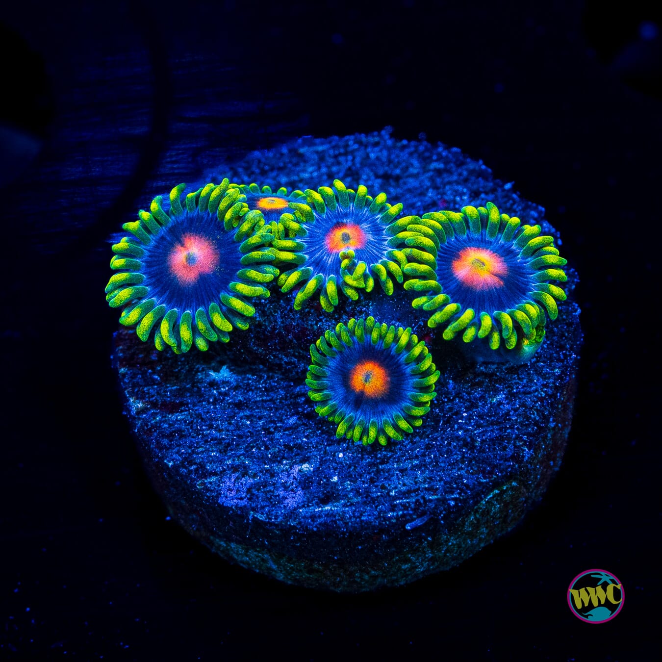 Ultimate Blowpop Zoanthids - Actinic Photo